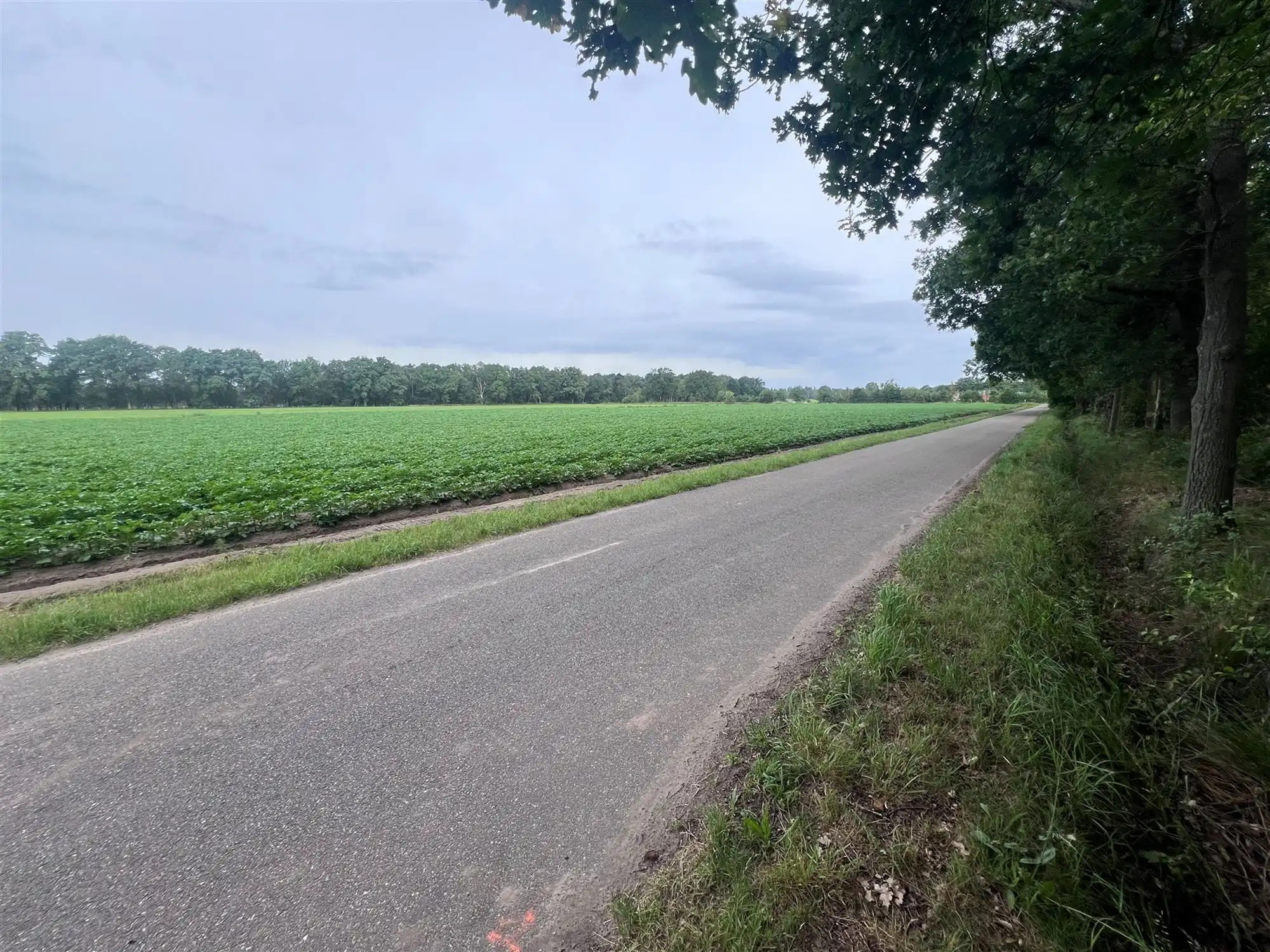 Bosperceel van 6.340 m² op rustige ligging te Oud-Turnhout foto 6