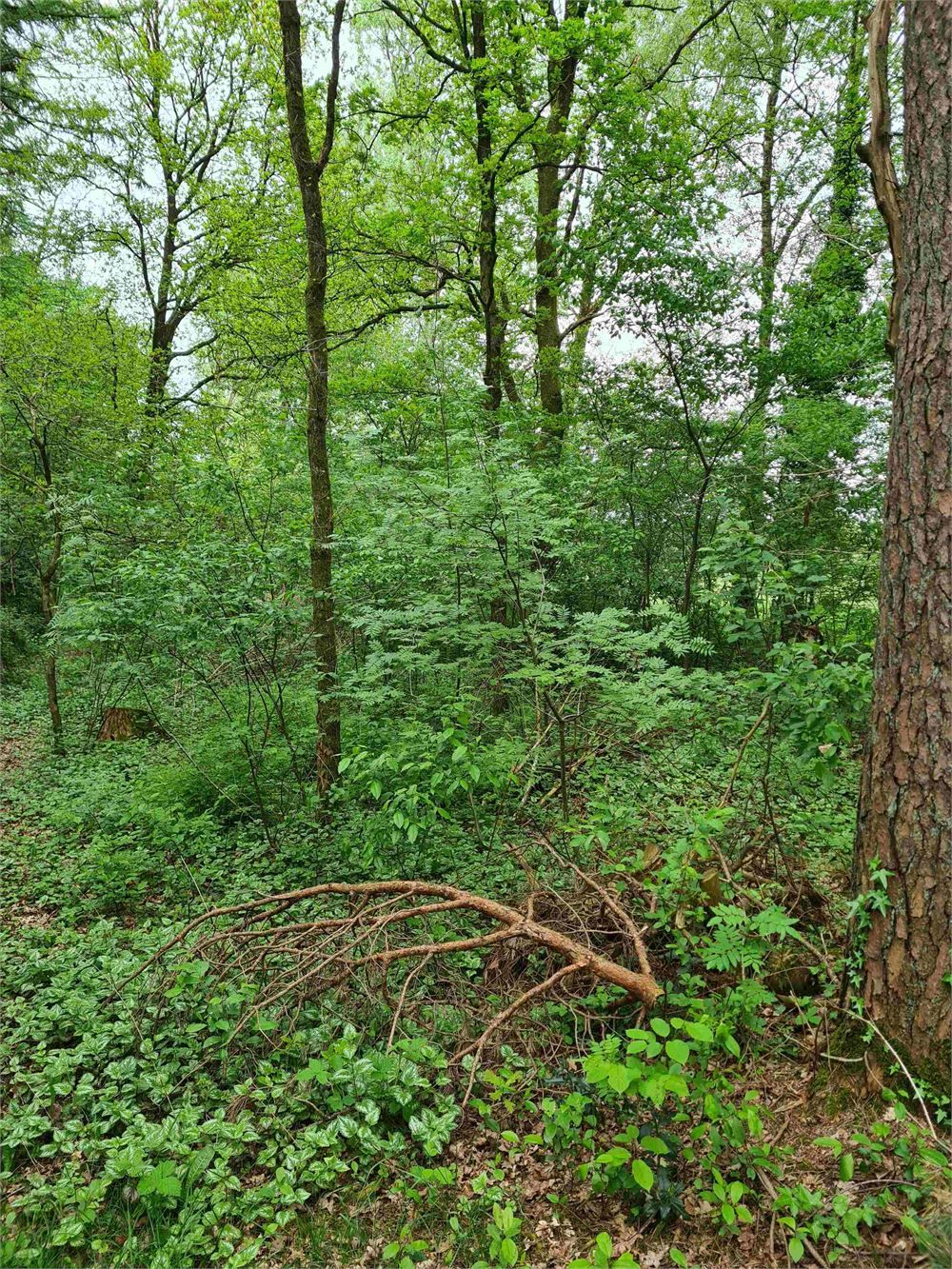 Perceel bos foto 3