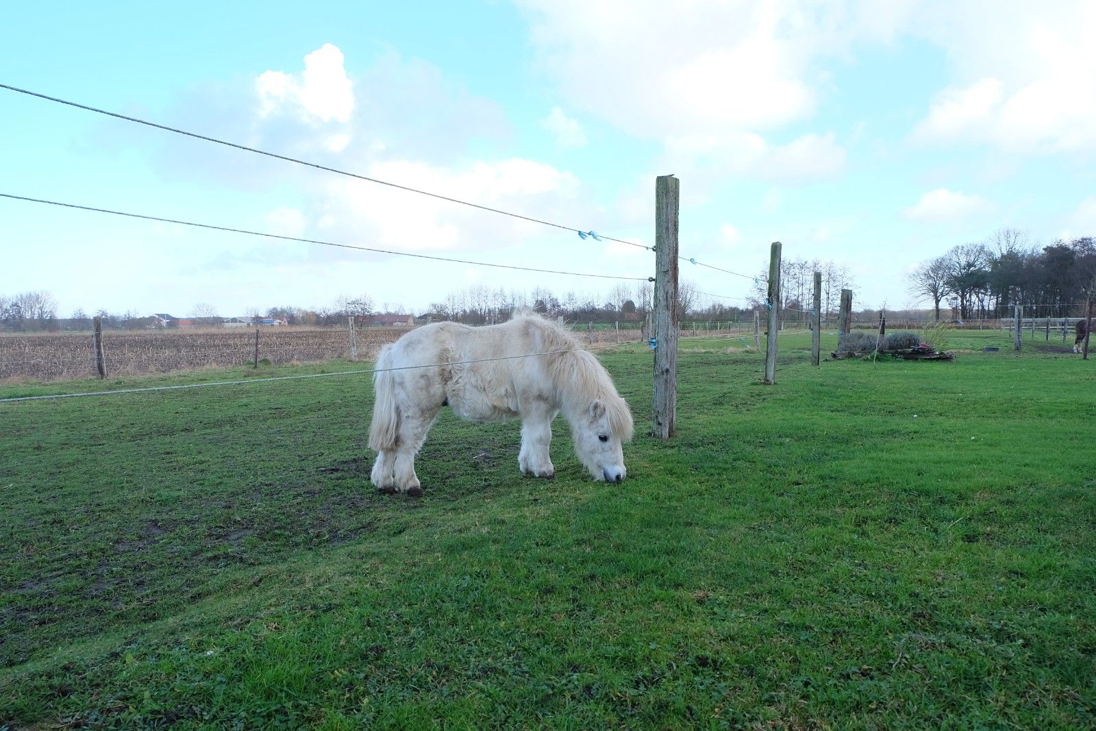 Hoeve met stallingen foto 10