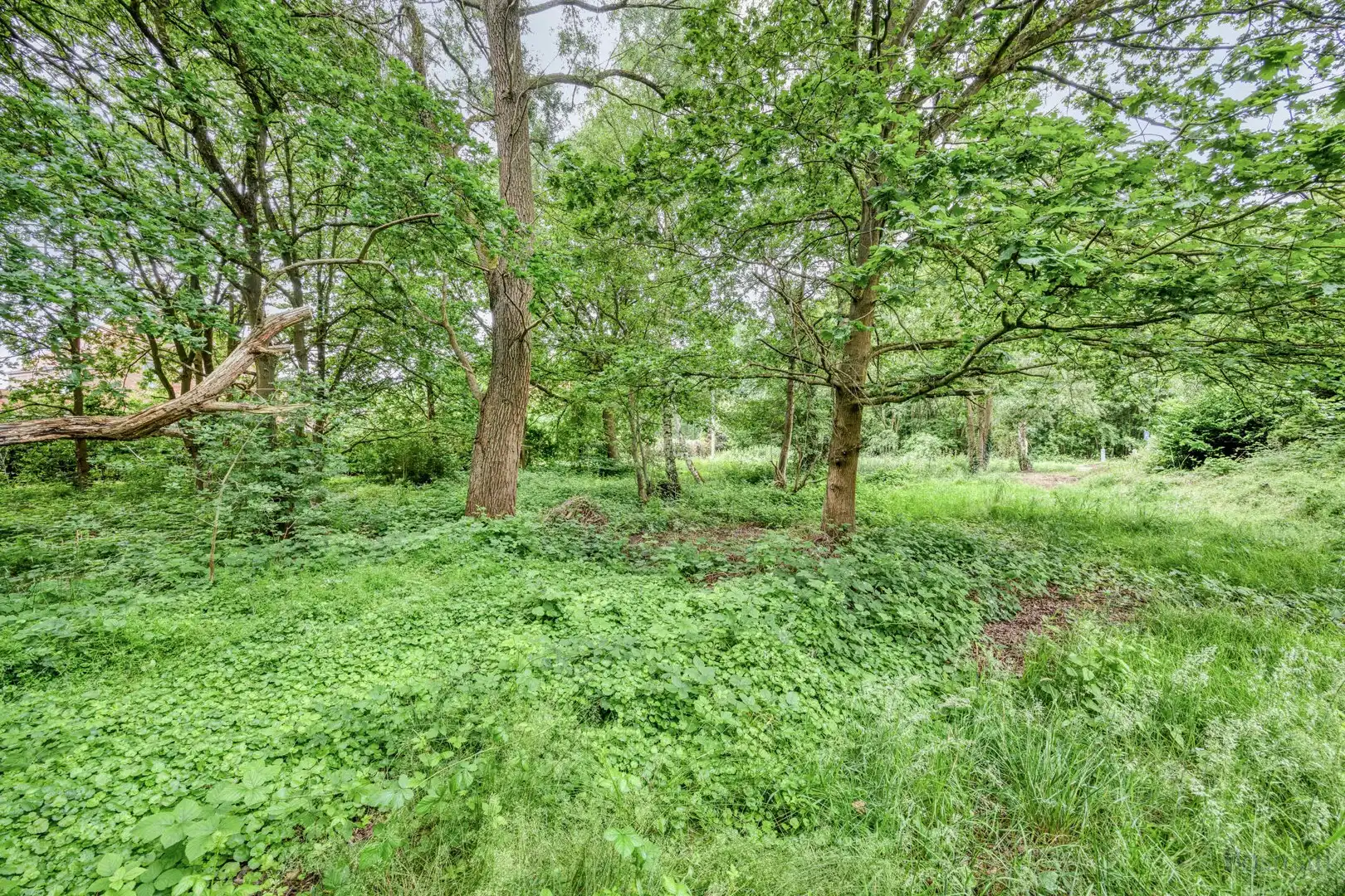 Bouwgrond op 16a 76ca te koop in Tessenderlo-Ham foto 12