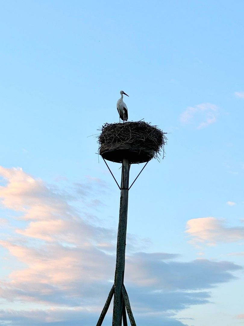 Prachtige, alleenstaande villa met zwembad genietend van adembenemend open zicht op de polders. foto 31