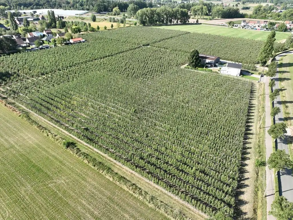 Boomgaard met loods foto 3