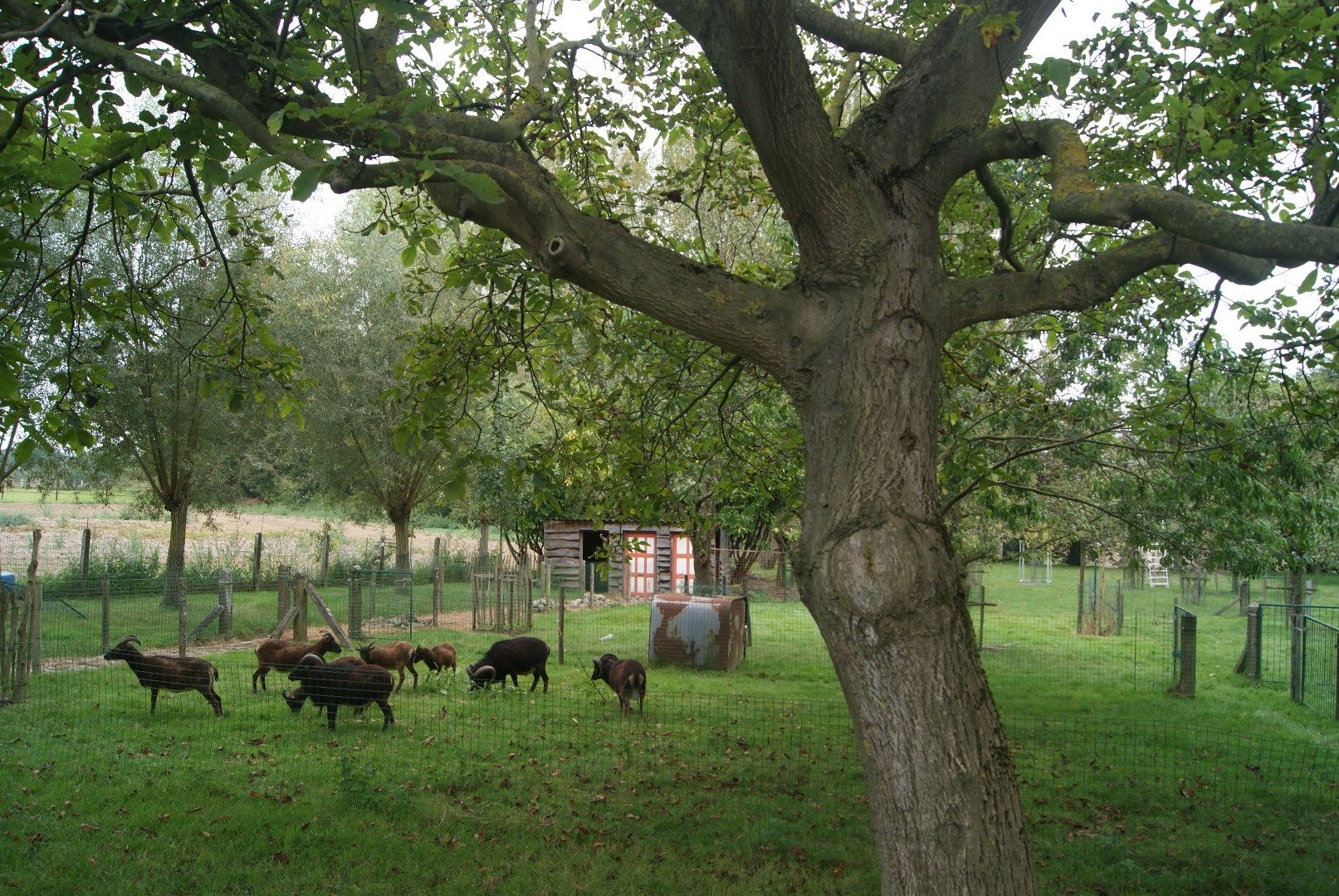 BINKOM - knappe hoeve + bouwgrond op bijna 60a foto 30