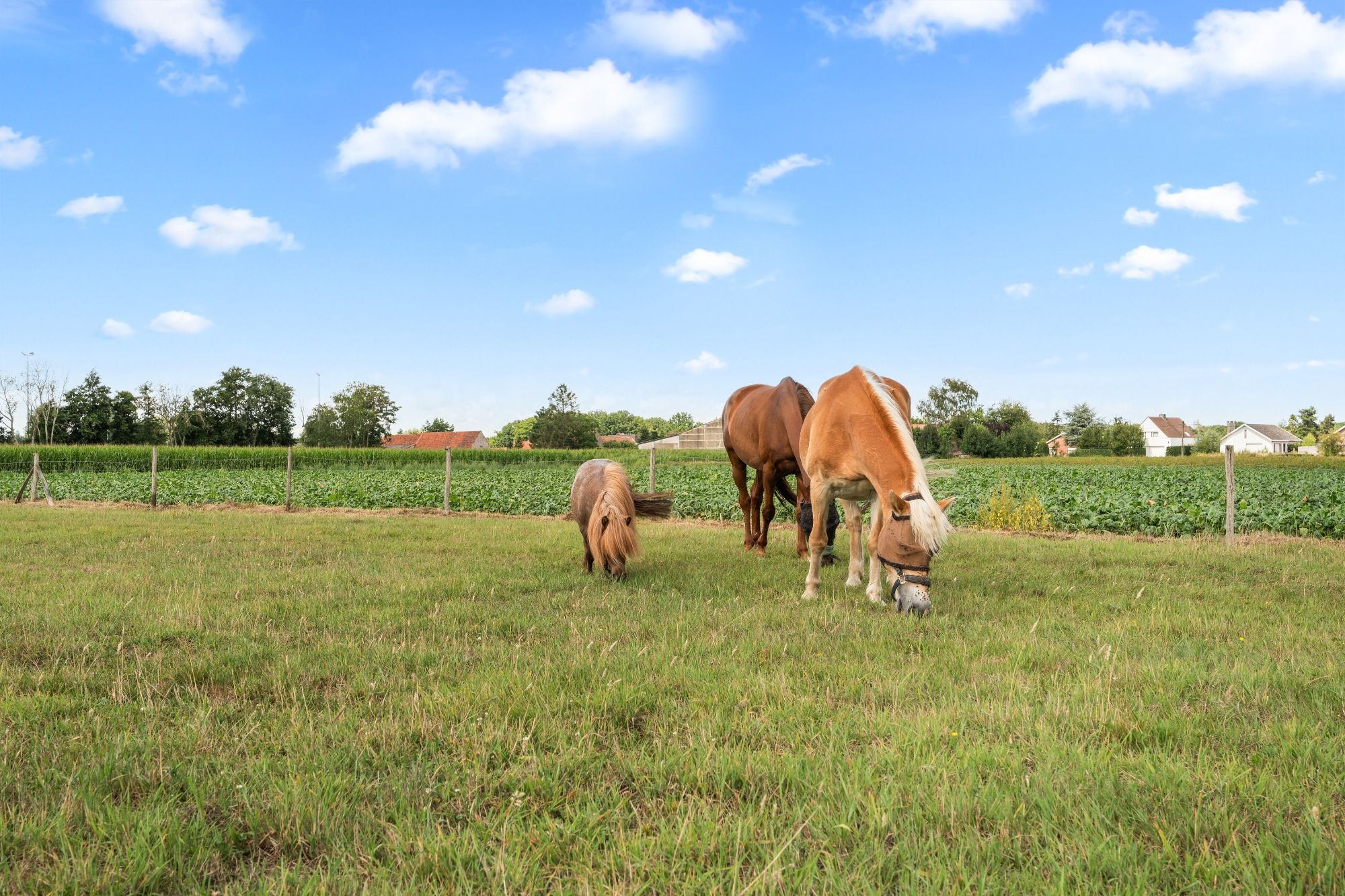 Charmante hoeve met paardenstallingen en schuur op 11.908 m² vlakbij het Drongengoed foto 2