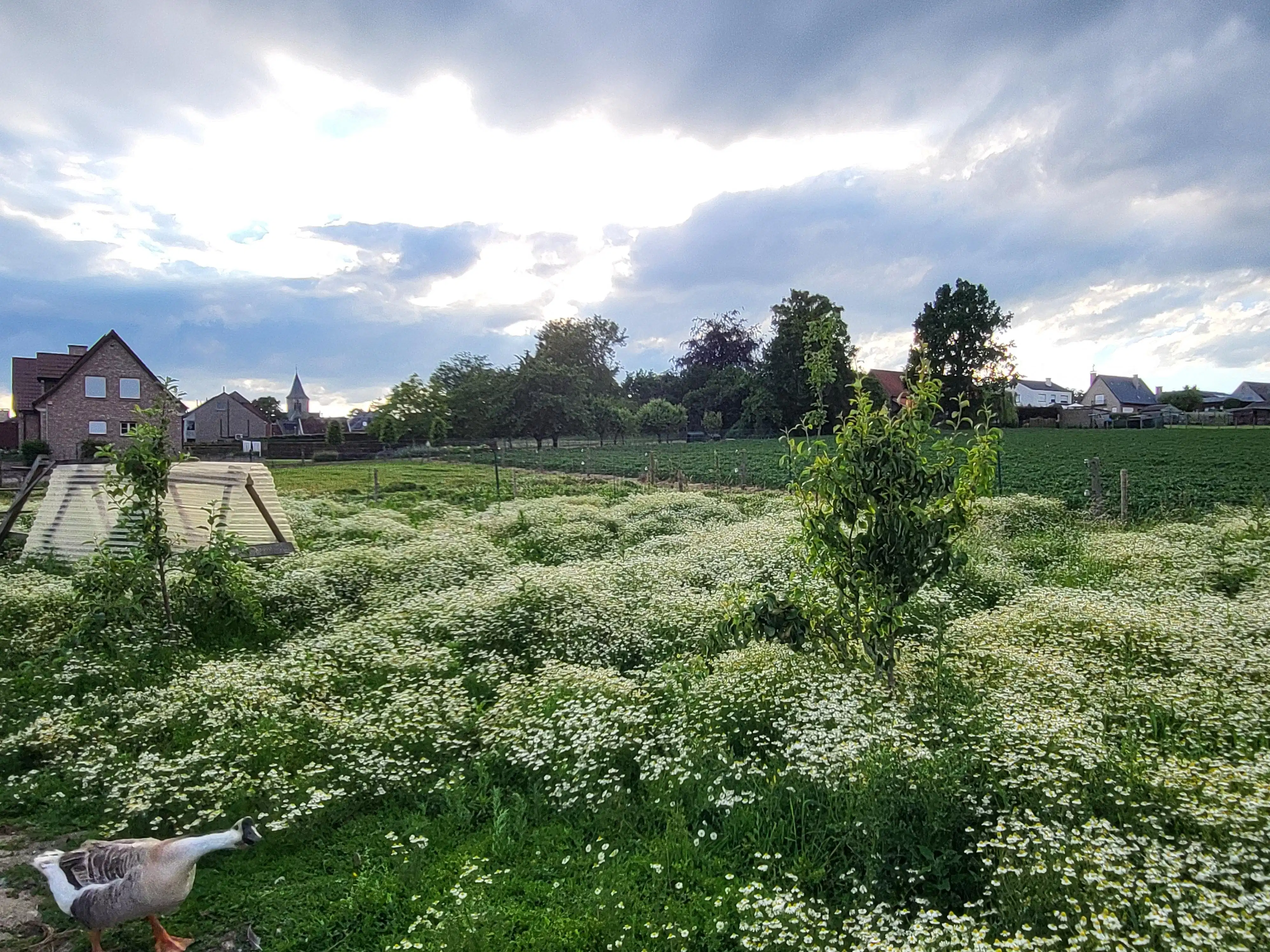 Karaktervolle gezinswoning met tal van mogelijkheden in het landelijke Rozebeke met uitzicht op de velden. foto 28