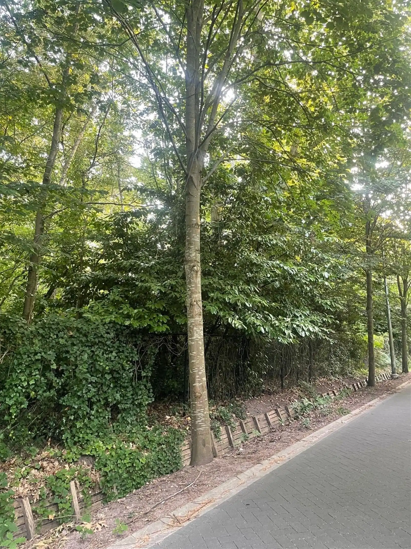Exclusieve villagrond van ca. 3.099 m² op toplocatie in Schotenhof foto 7