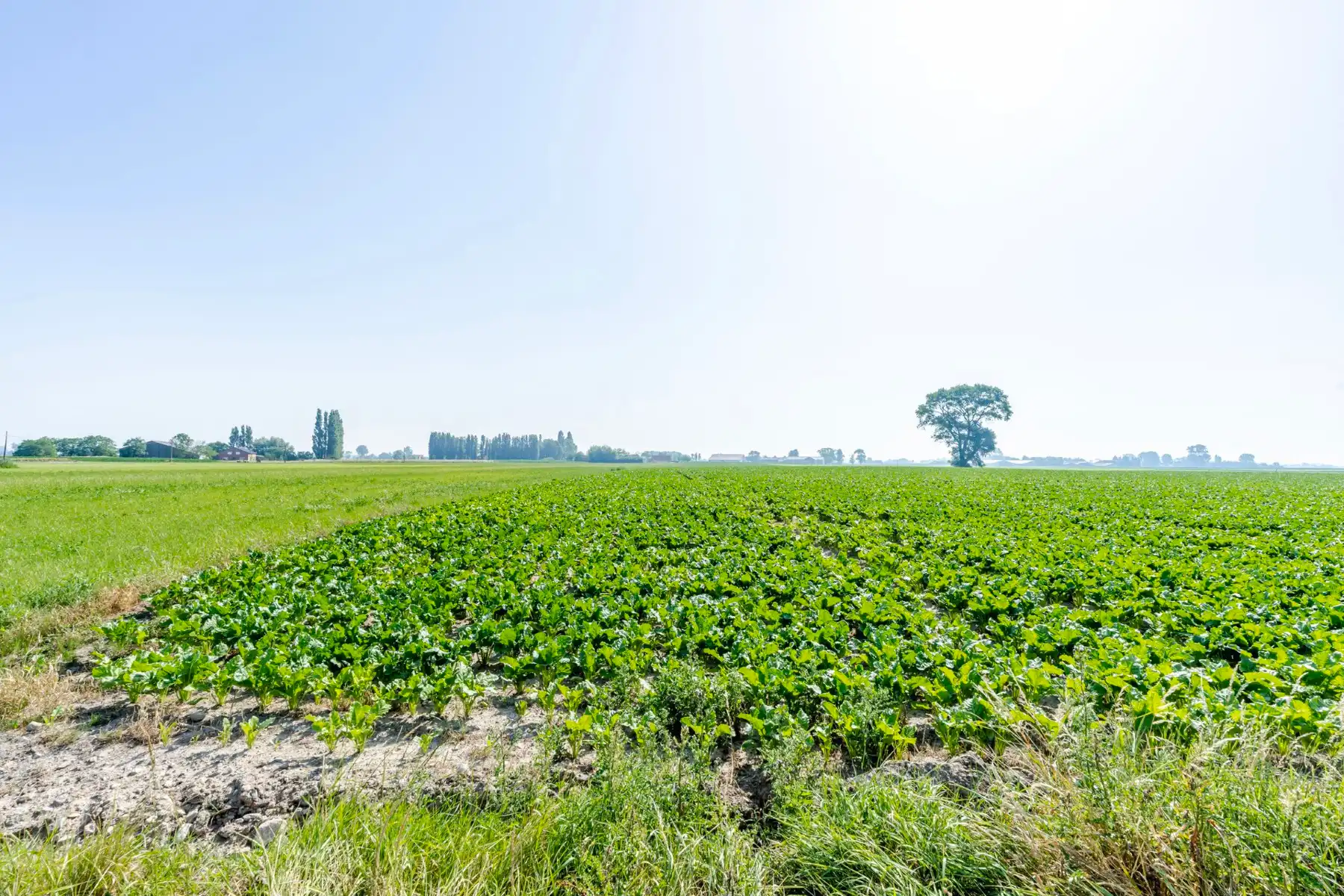 Ruime bouwgrond in Alveringem met groen vergezicht foto 3