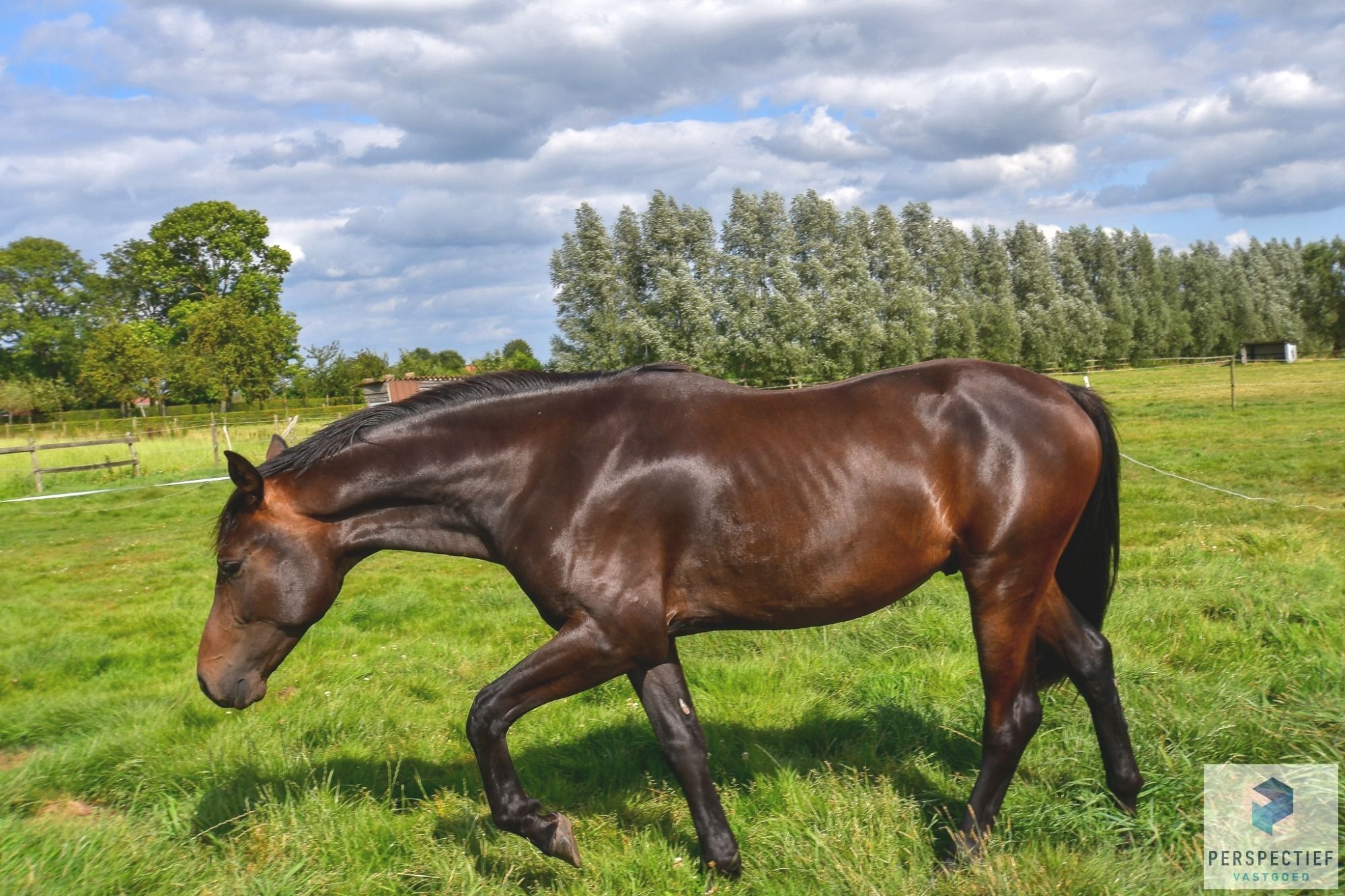 IDYLLISCH GELEGEN WONING met ACHTERLIGGENDE WEIDES en PAARDENFACILITEITEN foto 7