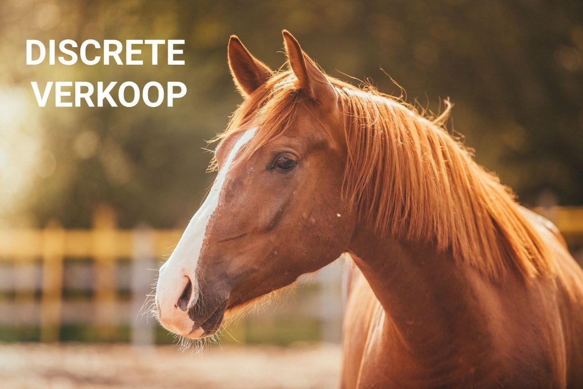 Hoeve op circa 5 ha te koop te Koksijde foto 1