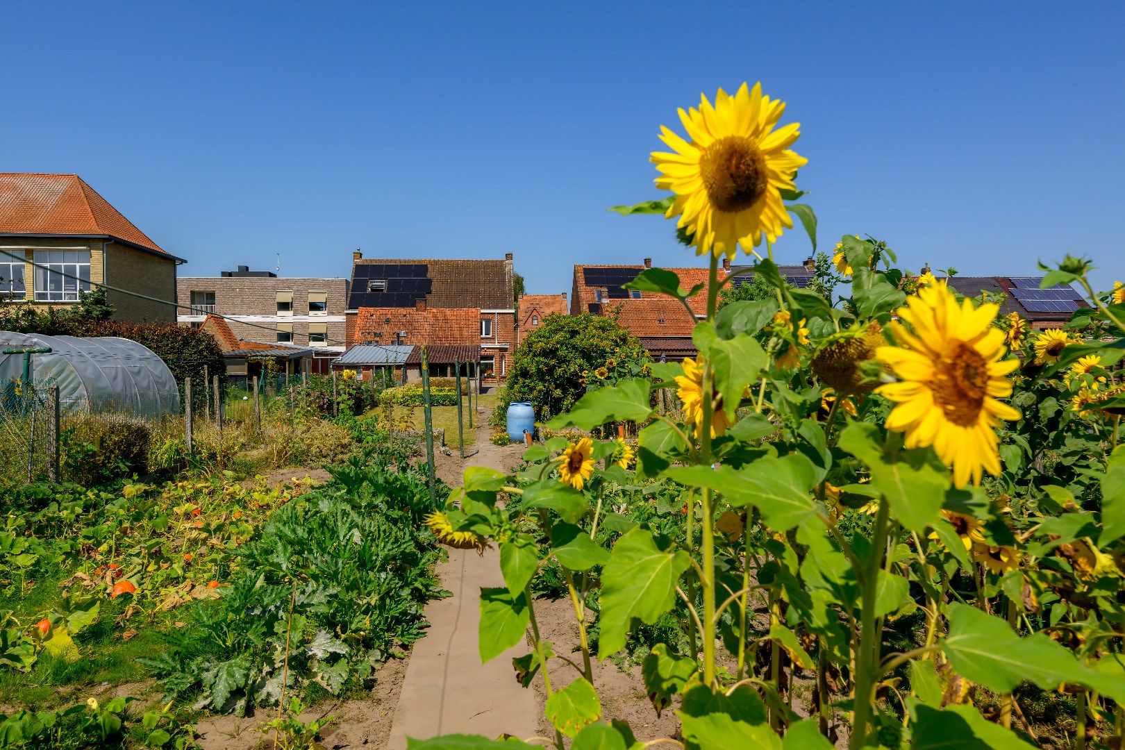 GEZINSWONING OP 696 m² IN HARTJE ZWEVEZELE | 3 SLPKS | TUIN foto 24