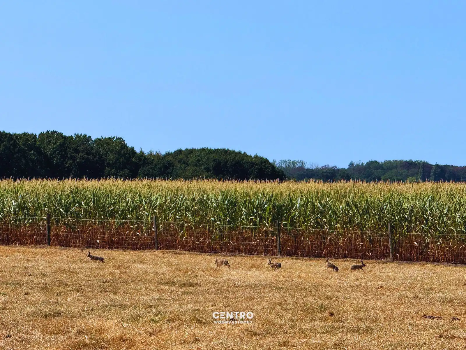Idyllisch gelegen hoeve op circa 1 hectare te Maldegem! foto 12