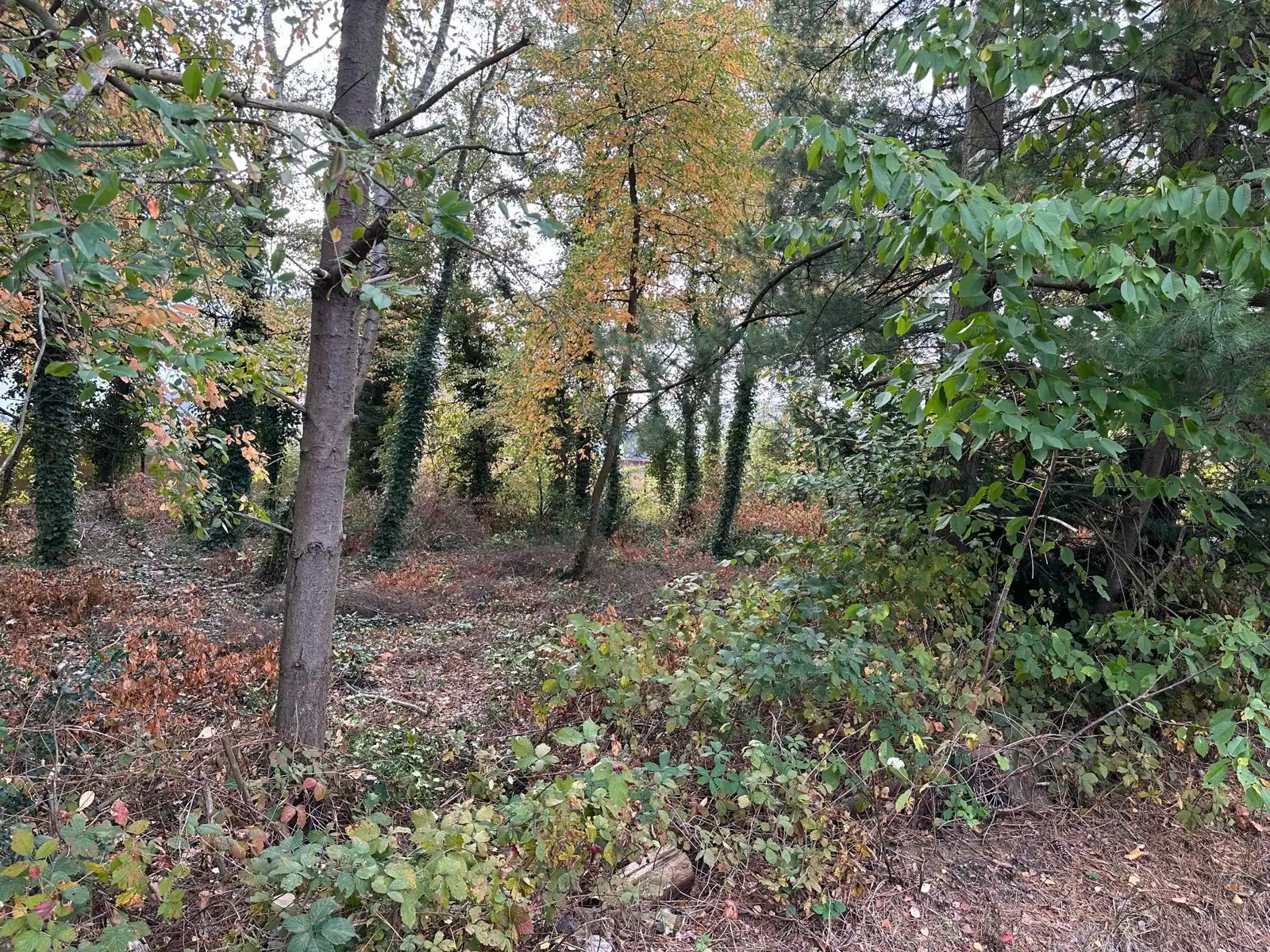 Interssante bouwgrond OB 810 m2 te 3140 KEERBERGEN foto 6