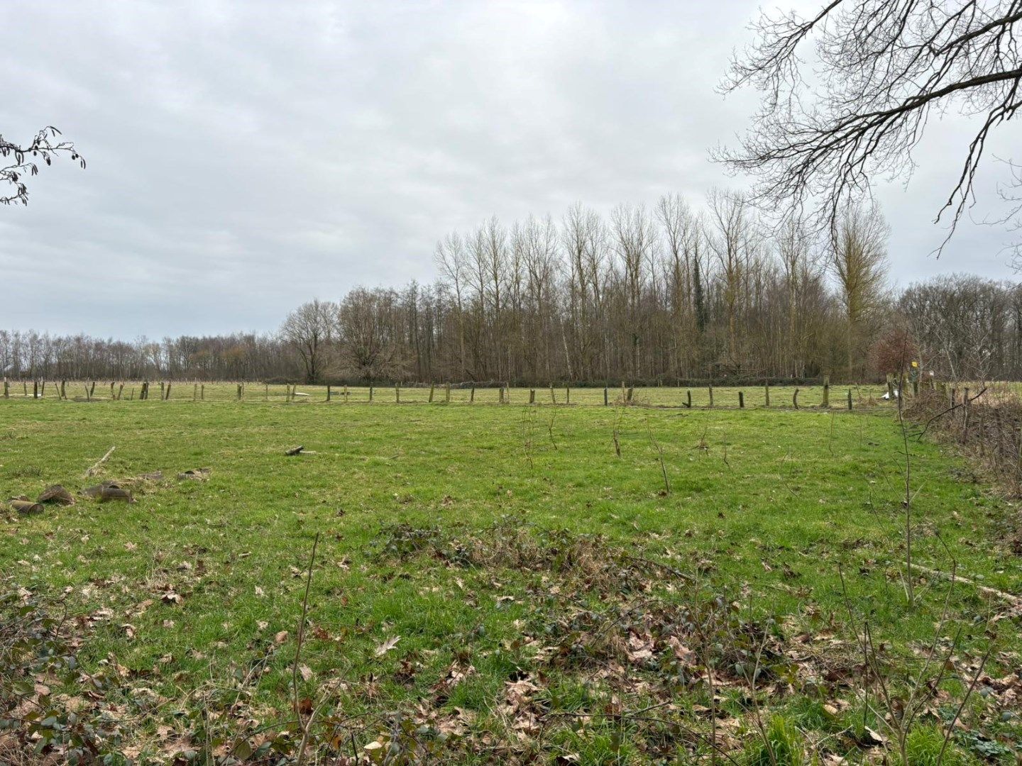 WEILAND - BOS - BOOMGAARD-HOOG foto 5