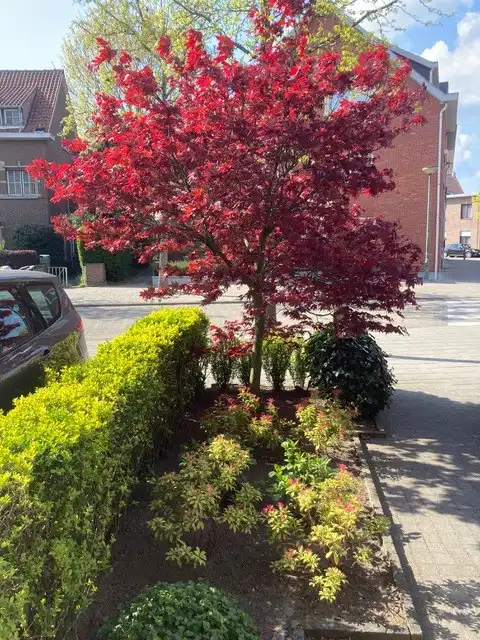 Groot woonhuis op 3 verdiepingen, bestaande uit 2 appartementen , met garage en grote tuin .  foto 2