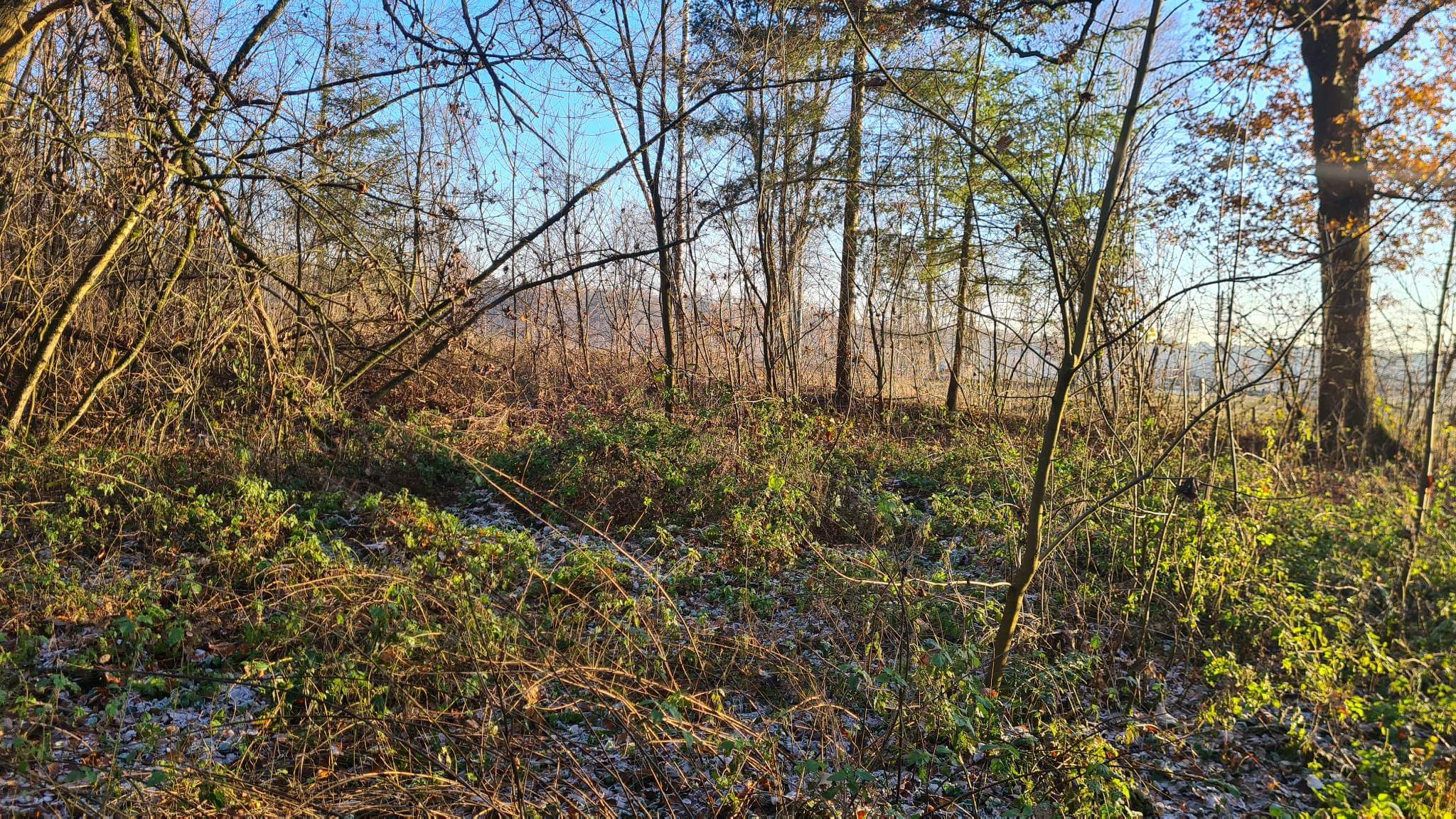 BOSGROND (11425 m²) IN TURNHOUT foto 2