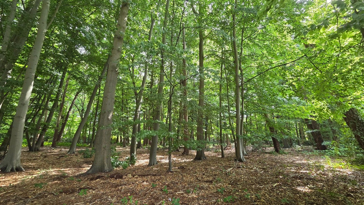 Bouwgrond (5.003 m²) voor een open bebouwing in Kapellen! foto 2