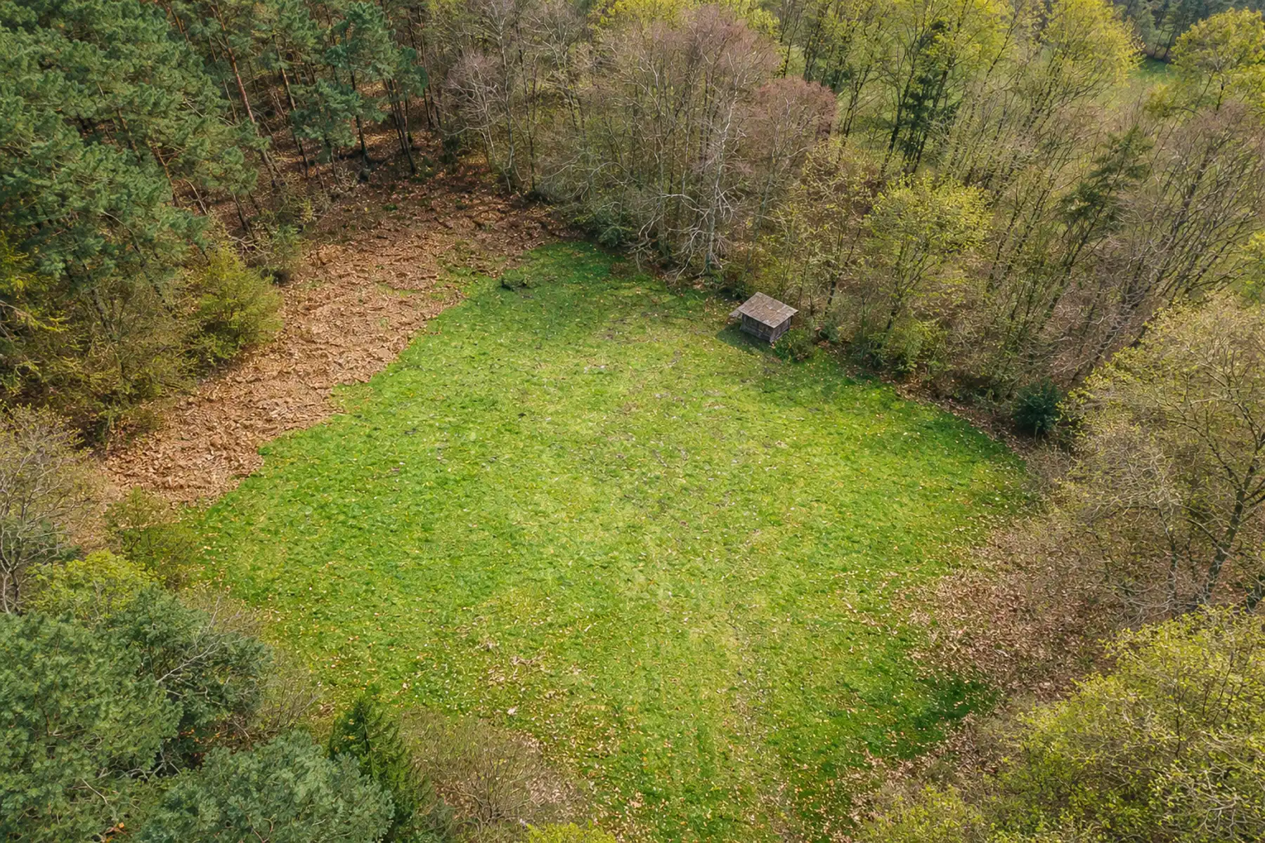 Prachtig weiland in bosgebied te Halle-Zoersel. foto 3