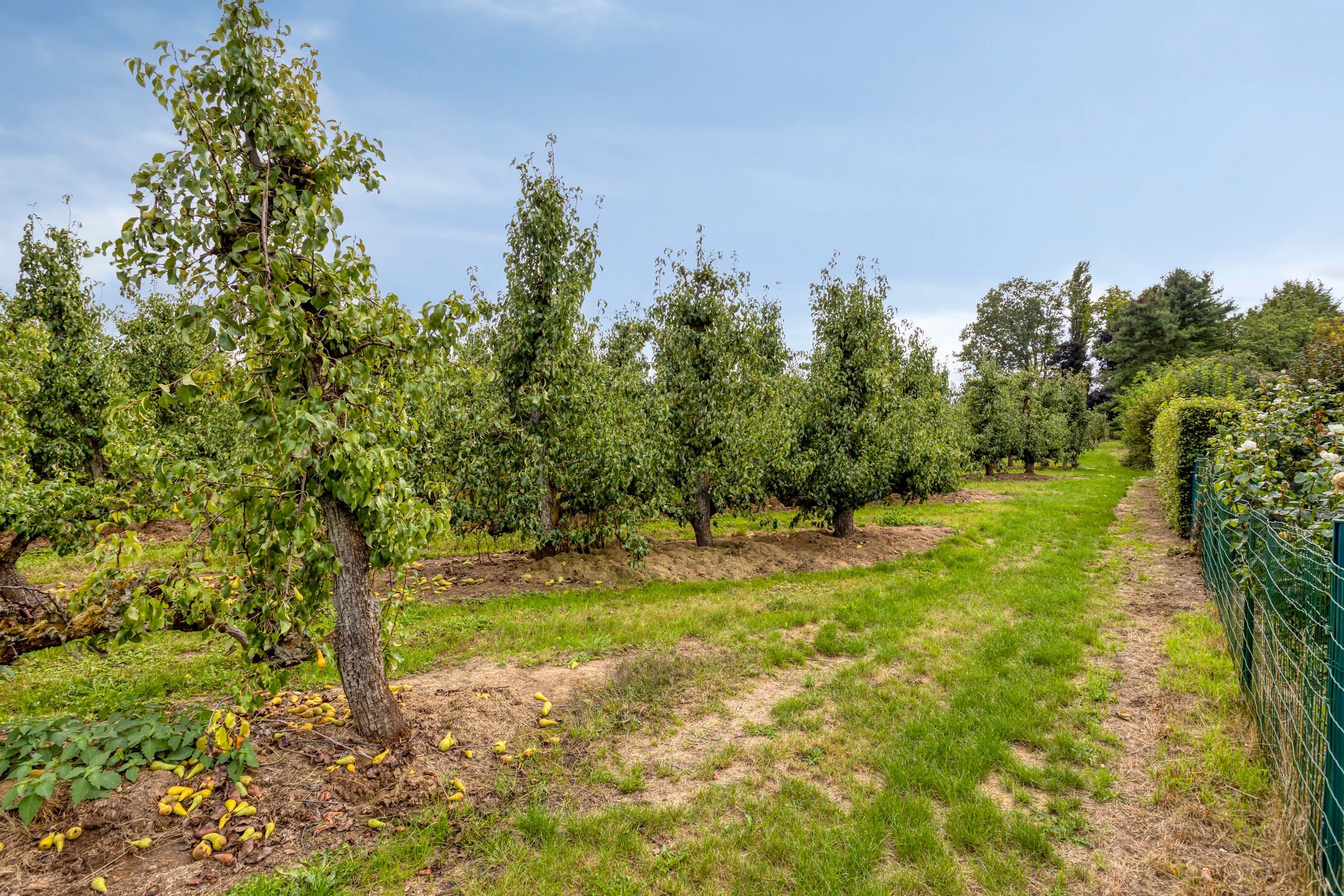 Uitkijken op de boomgaarden: ruim, duurzaam & landelijk foto 28