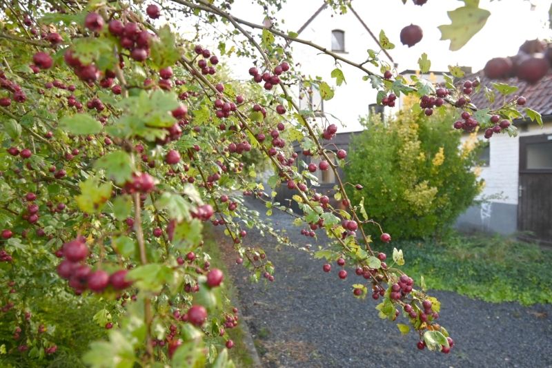 Exclusief te renoveren herenhuis met 5 slpks dit op toplocatie in het aangename Nazareth - De Pinte! foto 21