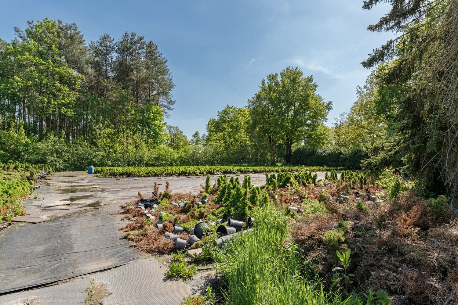 Uitgebreid Tuindersbedrijf met Woonhuis, Serres, Schermhallen en grote Bedrijfsloods op 2ha56a77! foto 22