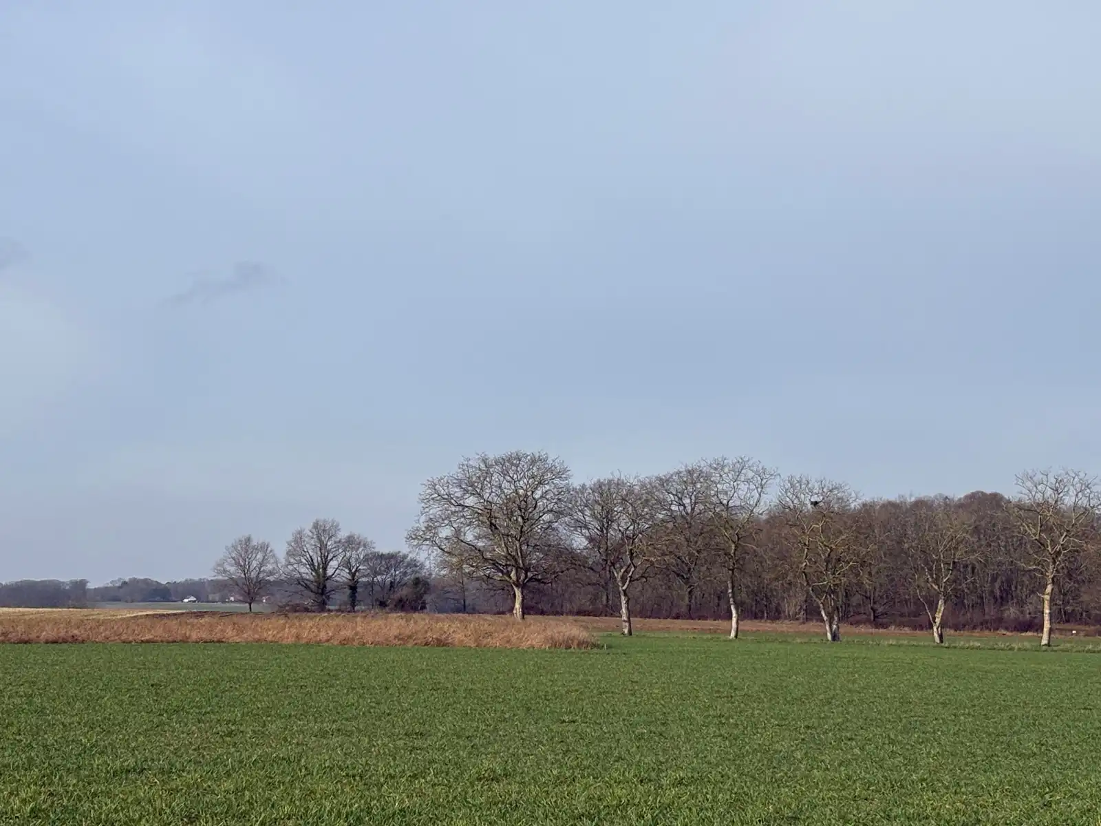 Grote landbouwgrond  foto 4