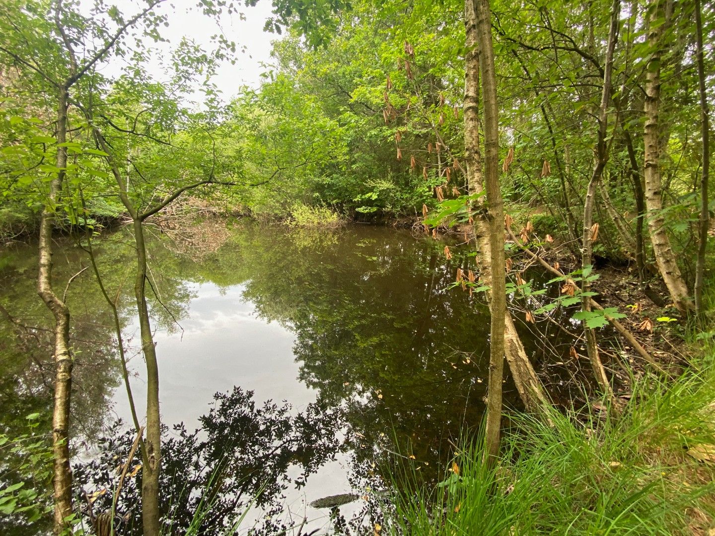 Recreatiegrond te koop met natuurlijke vijver in Westmeerbeek foto 8