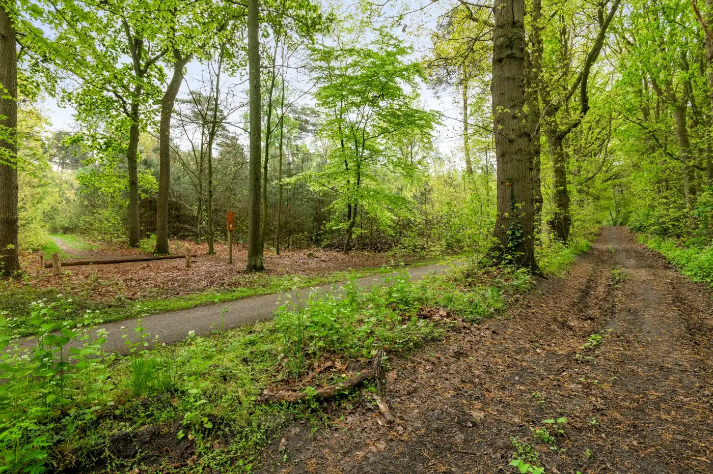 Perceel bosgrond van 1.000m² foto 8