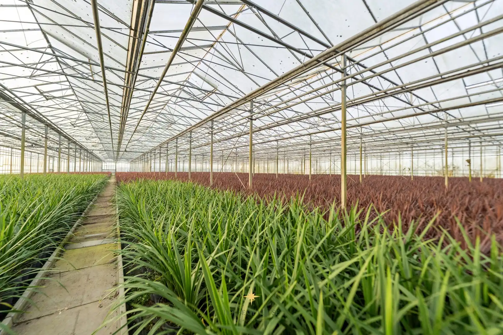 Prachtige villa met loods en serrecomplex op ± 2 HA te Laarne zonder bedrijfsovername foto 32