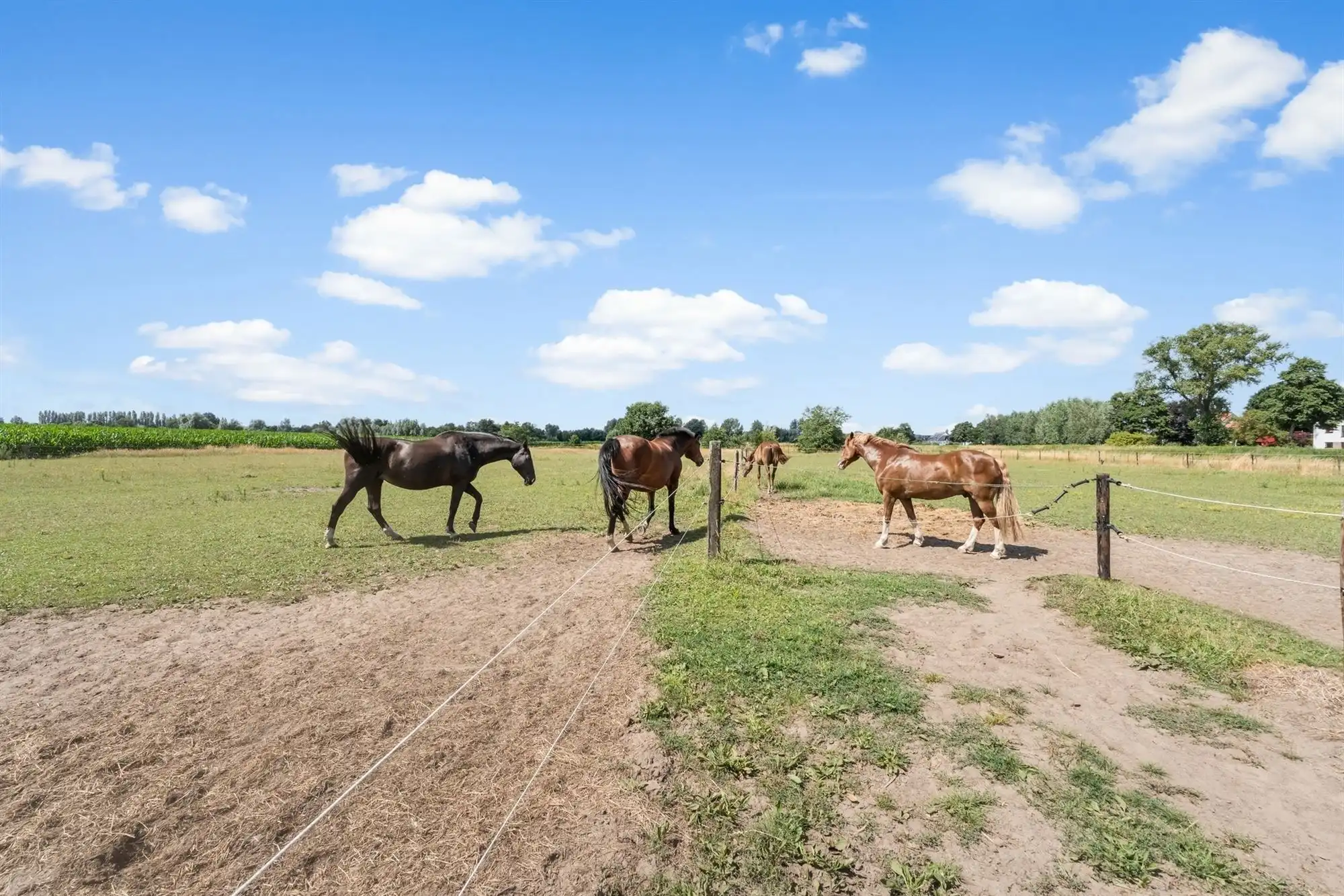 Unieke eigendom van 14.139m² voor paarden- of dierenliefhebbers of wie droomt van ruimte  foto 4