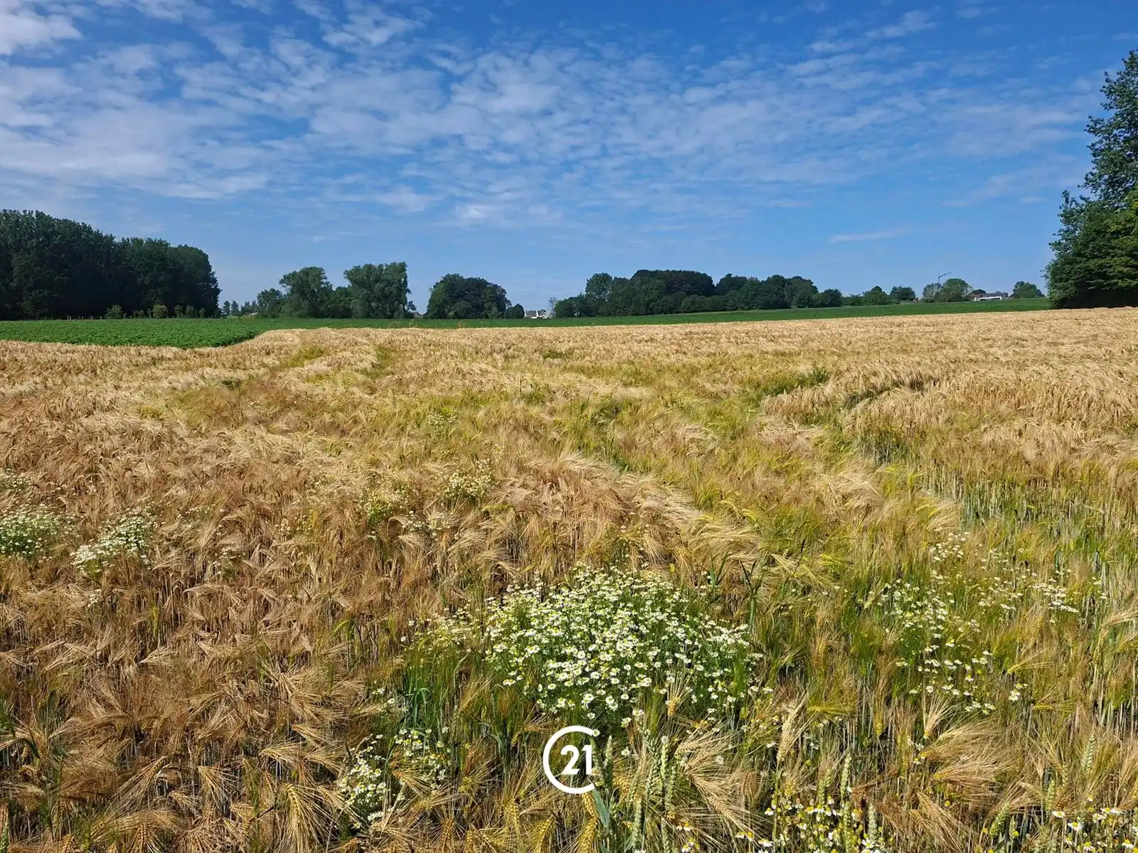 Prachtig perceel landbouwgrond 2hect67 bereikbaar via losweg foto 9