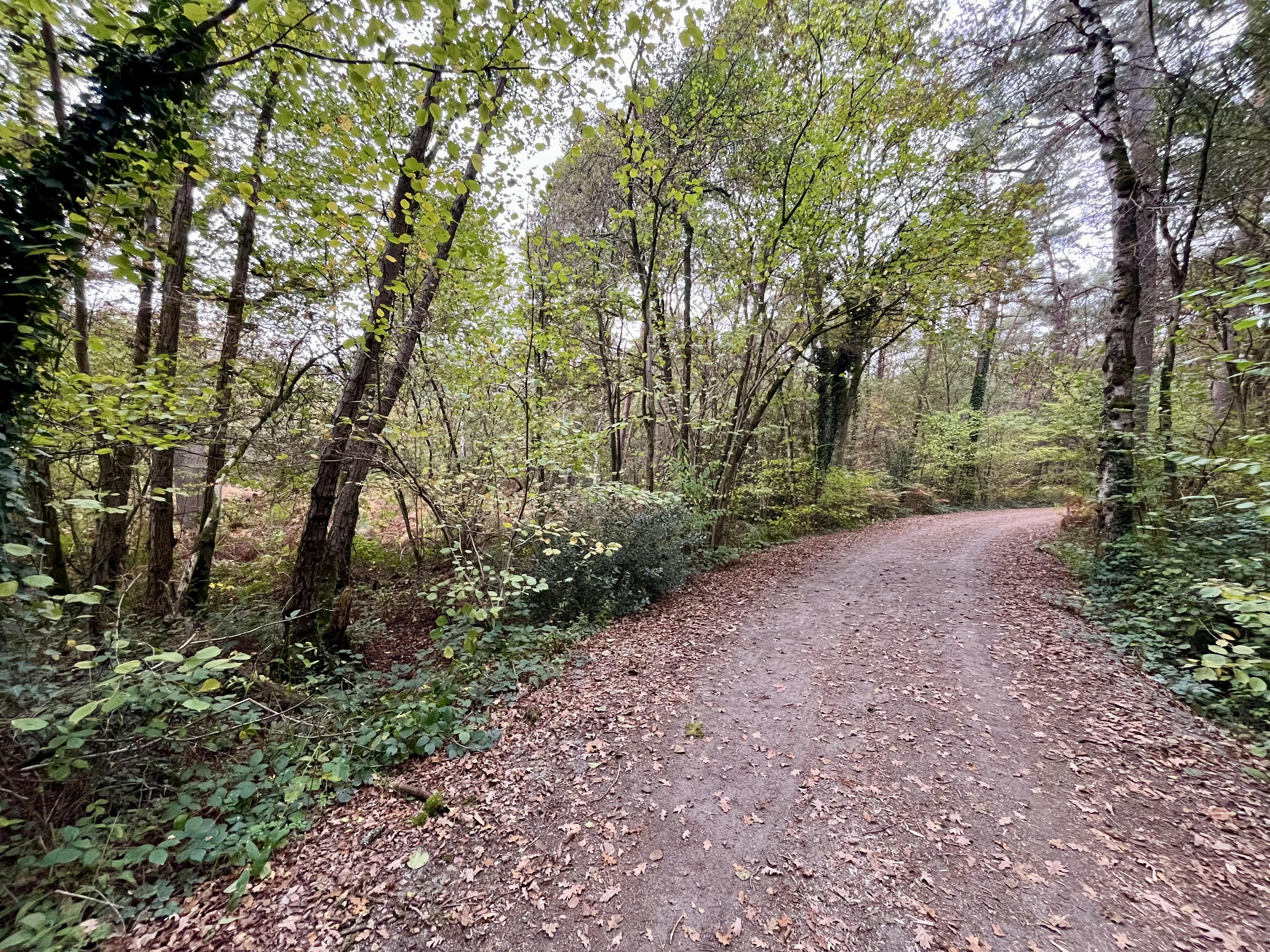 Perceel bosgrond te koop in Zoerselbos foto 9