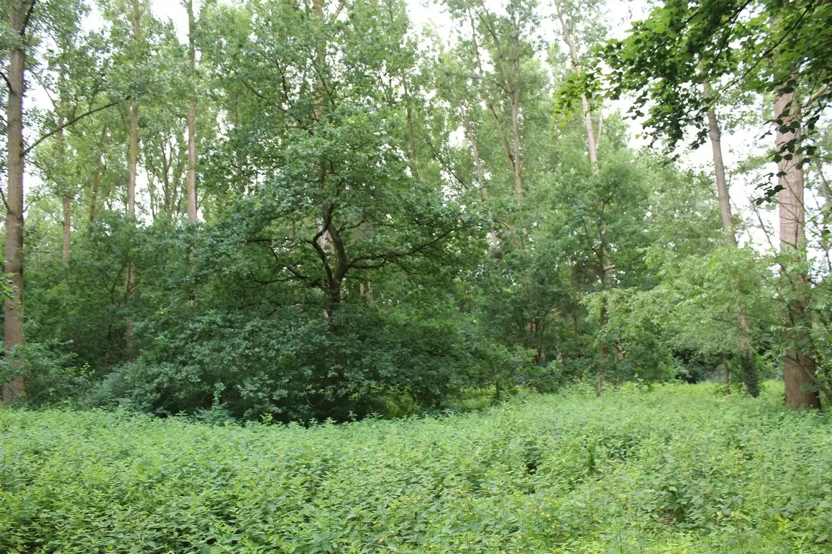 Tuingrond gelegen te Brasschaat  foto 2