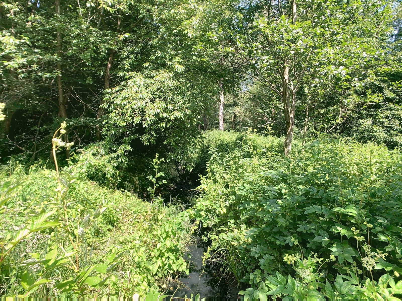 Bosgrond met beek nabij centrum Hever. foto 3