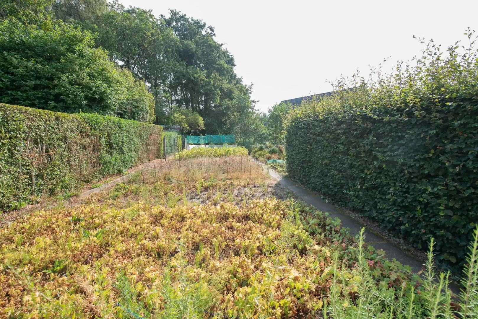 Open bebouwing met 3 slaapkamers op 800 m² te Kuurne foto 18