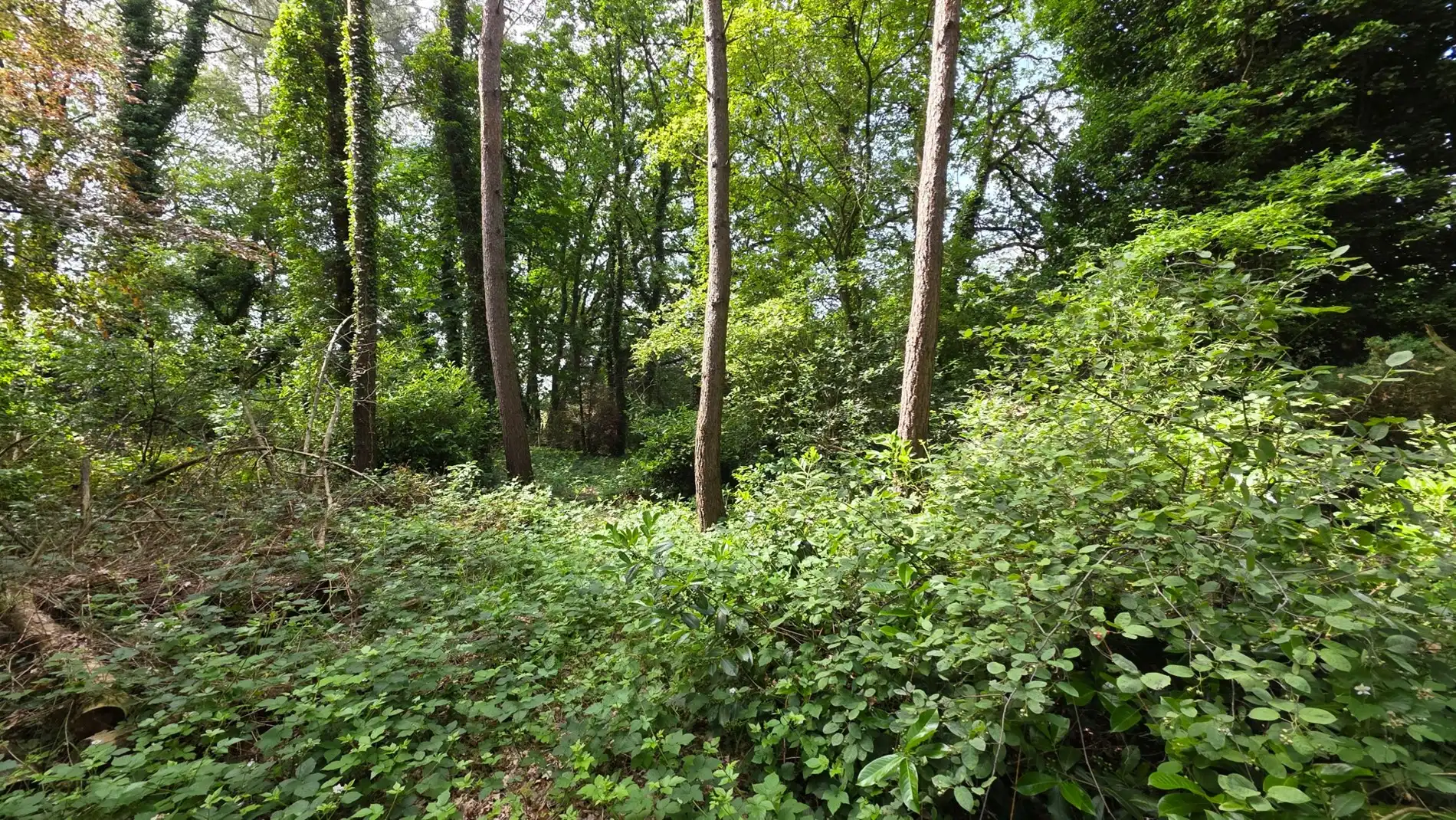 Rustig gelegen perceel bosgrond van 4.056 m² in groene omgeving te Tremelo foto 10
