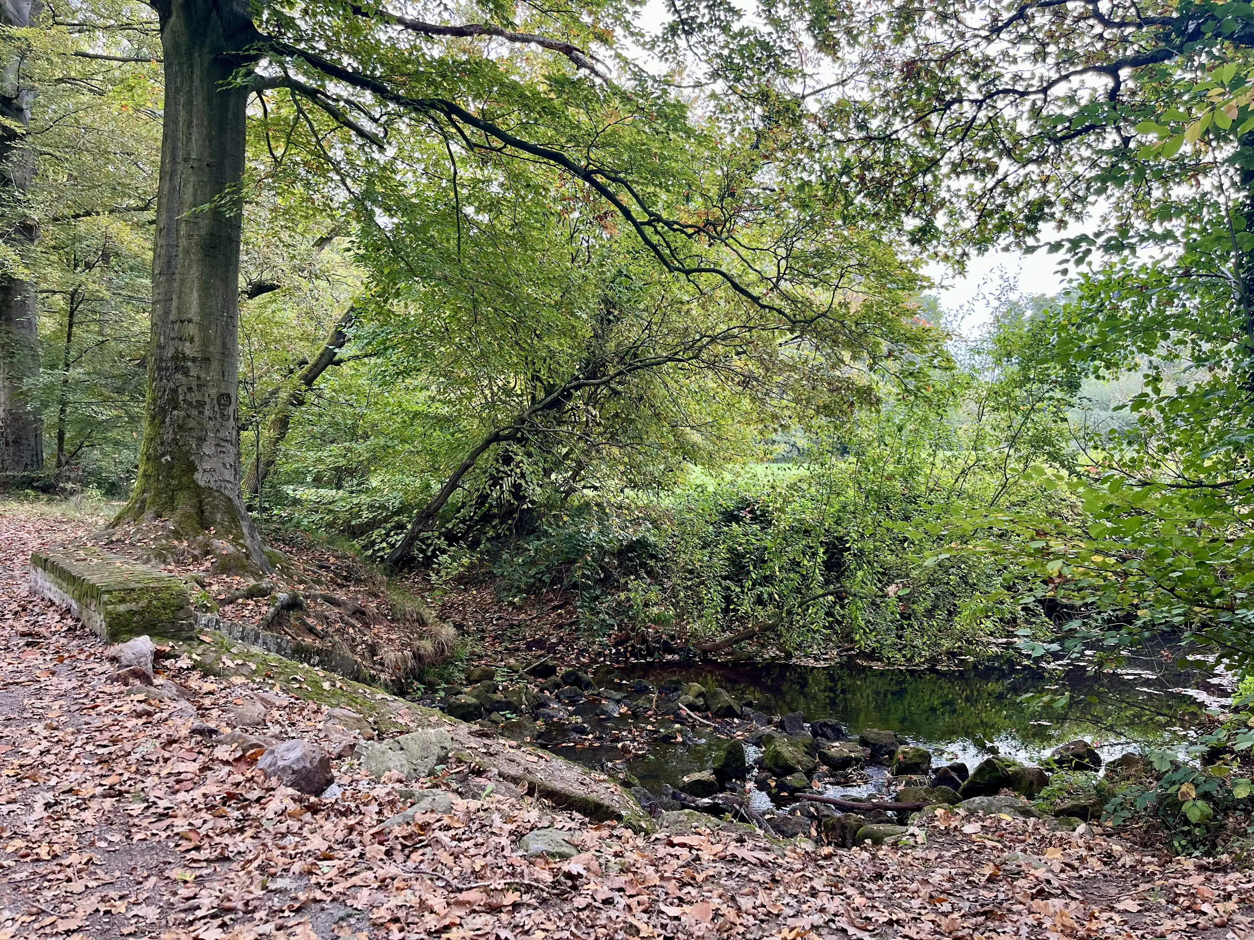 Perceel bosgrond te koop in Zoerselbos foto 4