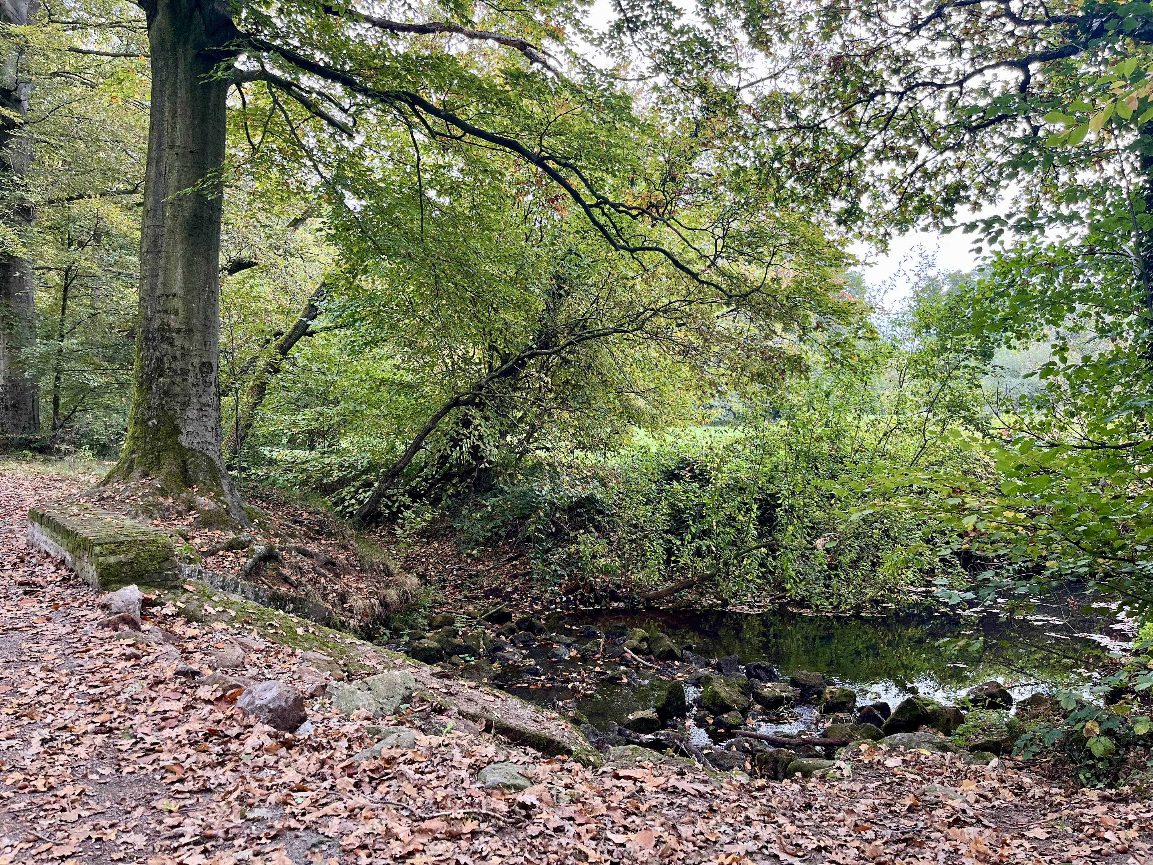 Perceel bosgrond te koop in Zoerselbos foto 4
