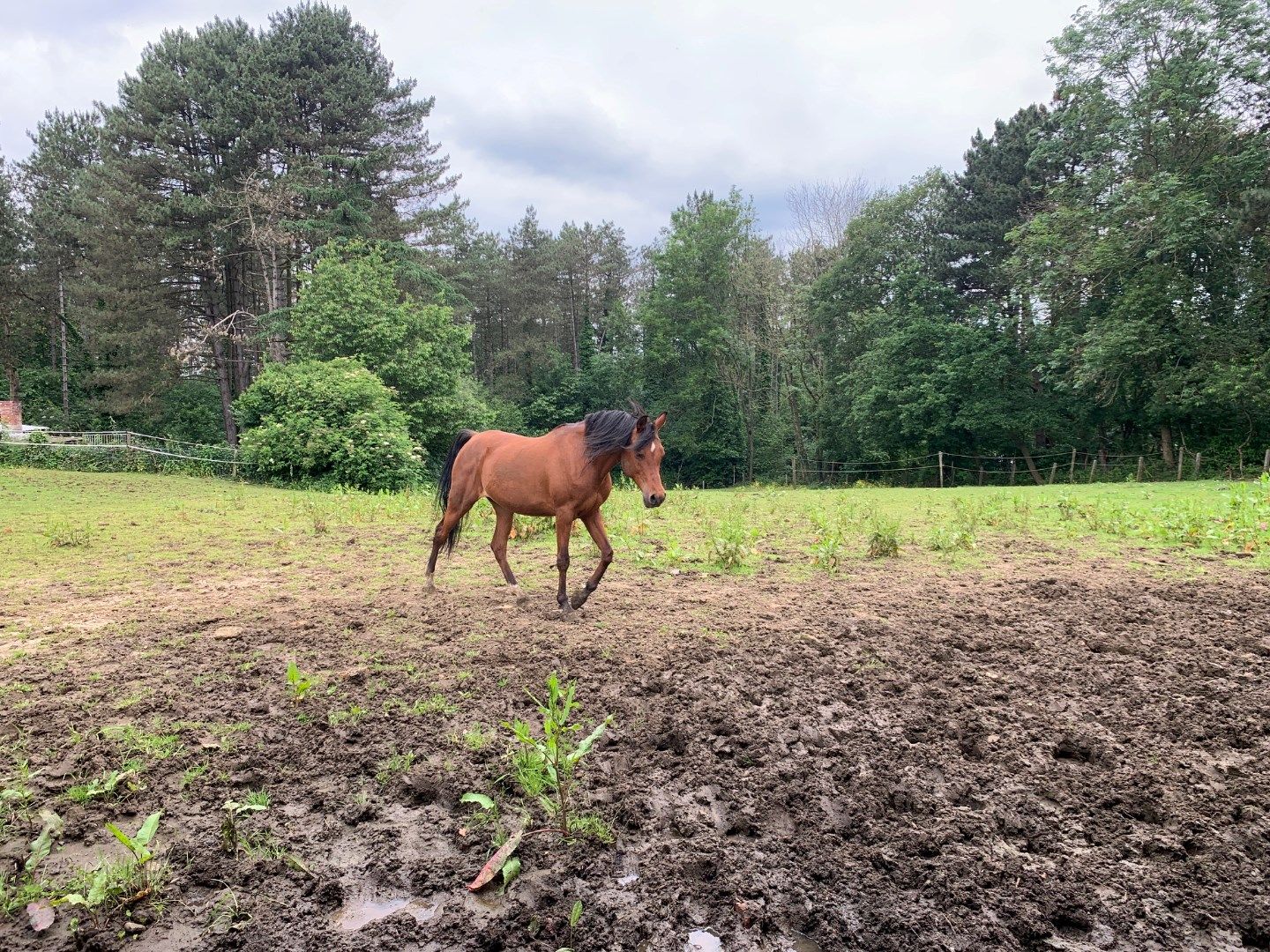 SINT-JORIS-WINGE - zeer ruime villa 6 slaapkamers + paarden foto 5