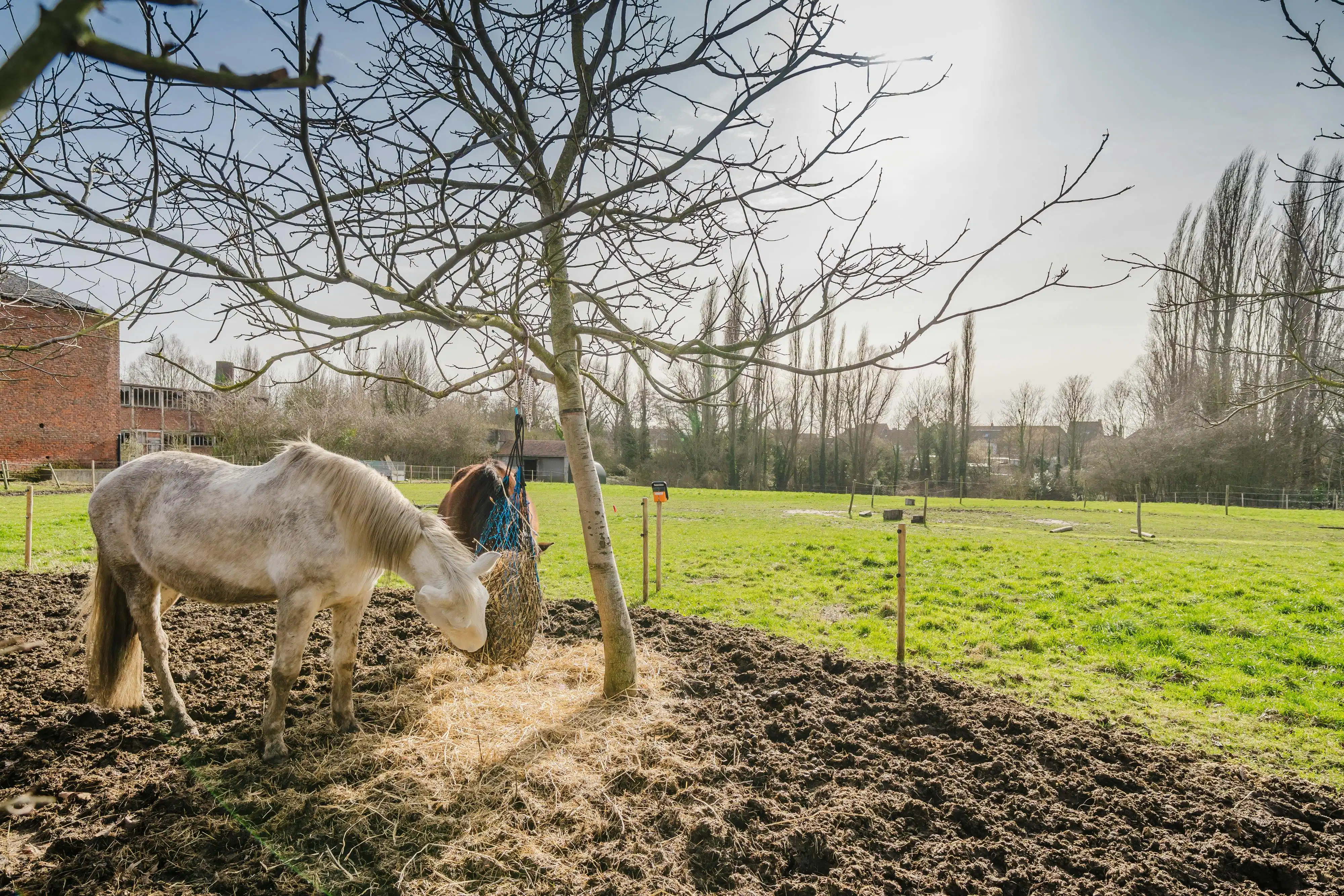 Nieuwbouwwoning met 4 slaapkamers te koop in Bissegem foto 15