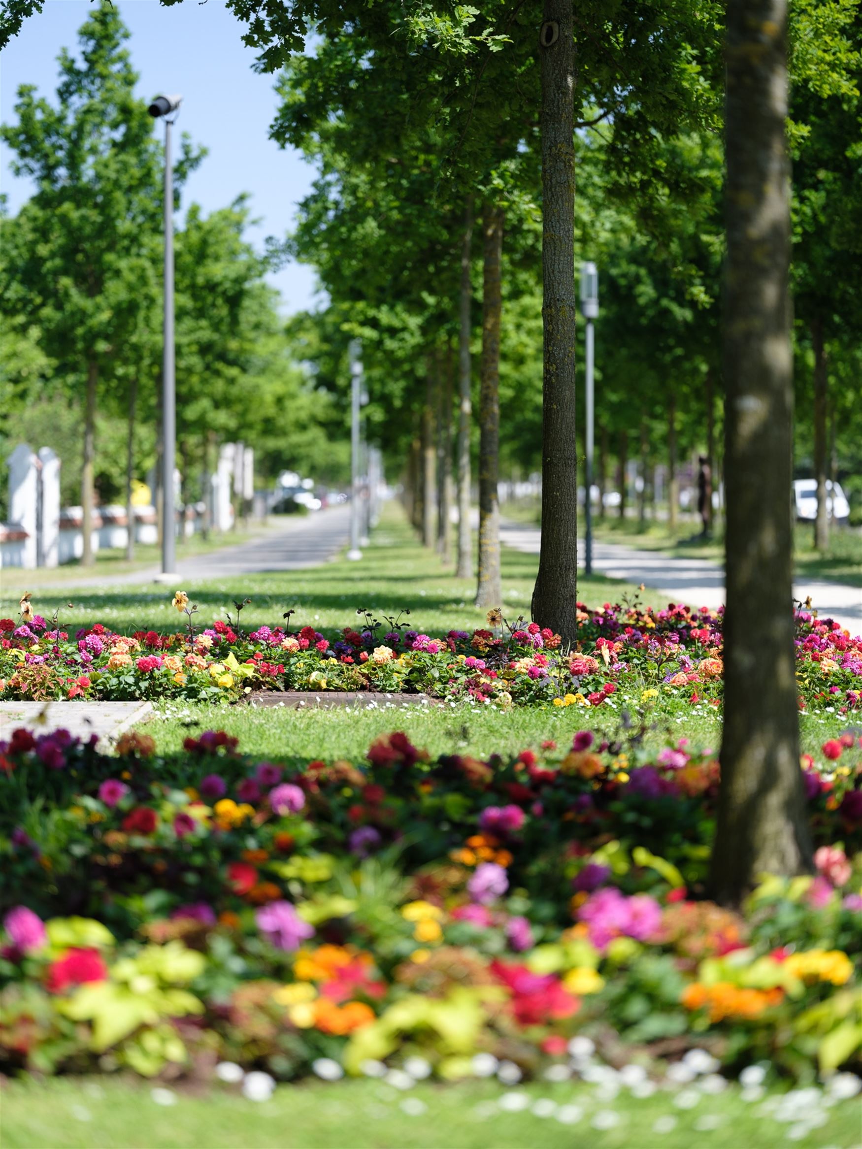 Ruime gezinswoning met zalig zonnige tuin foto 17