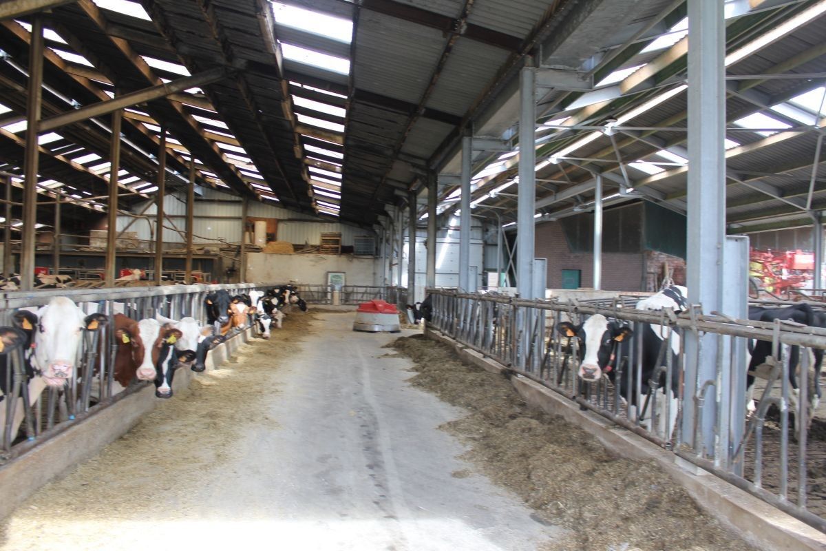 Melkveebedrijf met 38,70 ha grond te koop te Bocholt foto 3