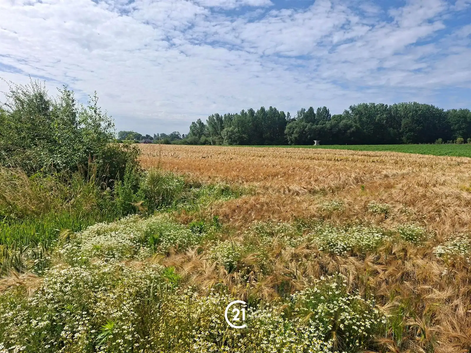 Prachtig perceel landbouwgrond 2hect67 bereikbaar via losweg foto 8