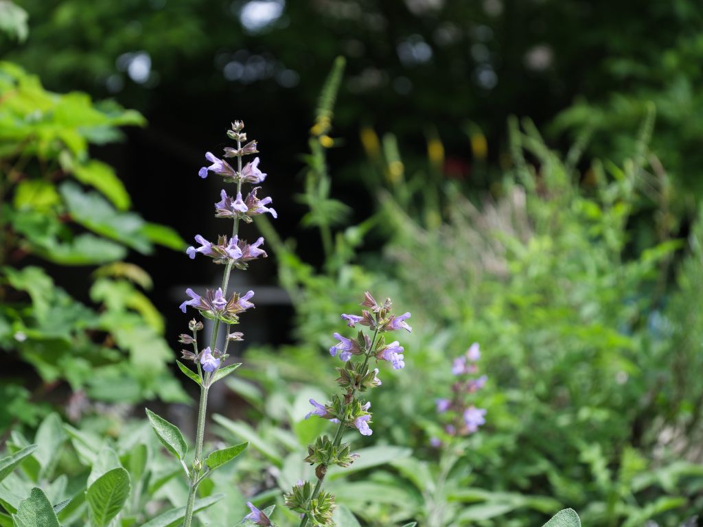 Dikkelvenne – Te renoveren hoeve op een terrein van 2.179 m², omgeven door groen en weides. foto 21