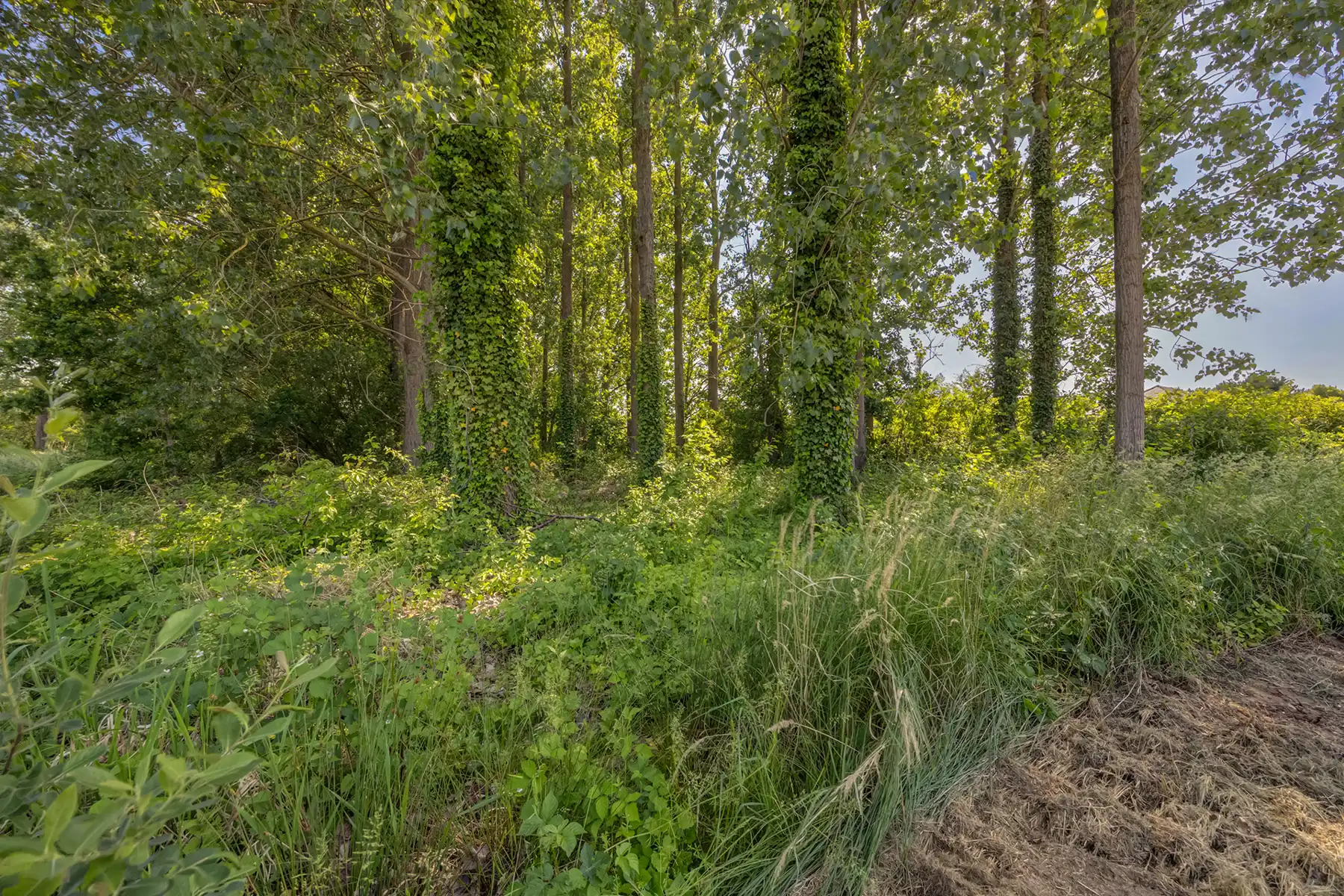 Royaal perceel met zuidoriëntatie, en uniek bouwpotentieel foto 7