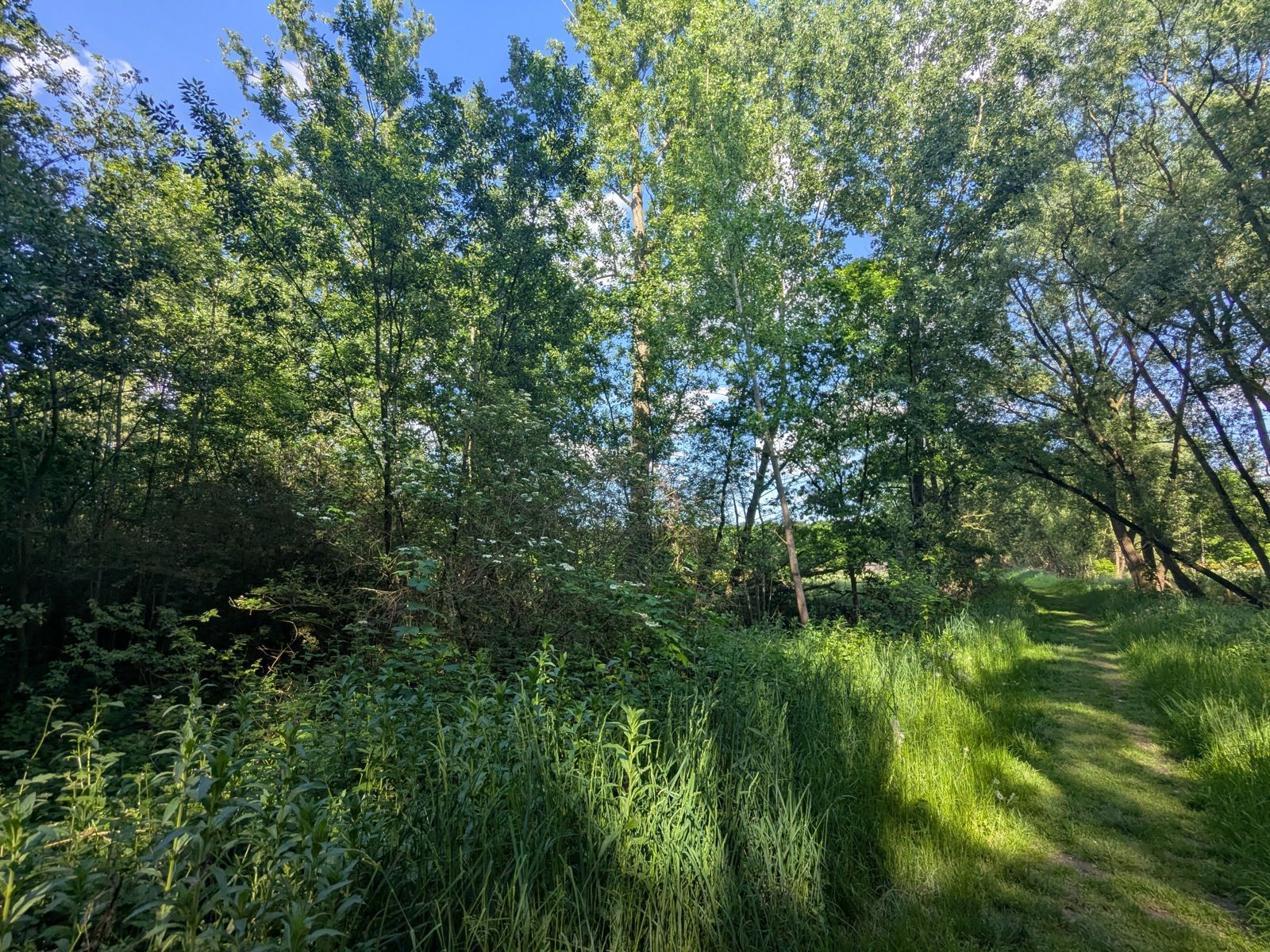 Natuurgebied met divers groenbestand aan het Haachts Broek! foto 4