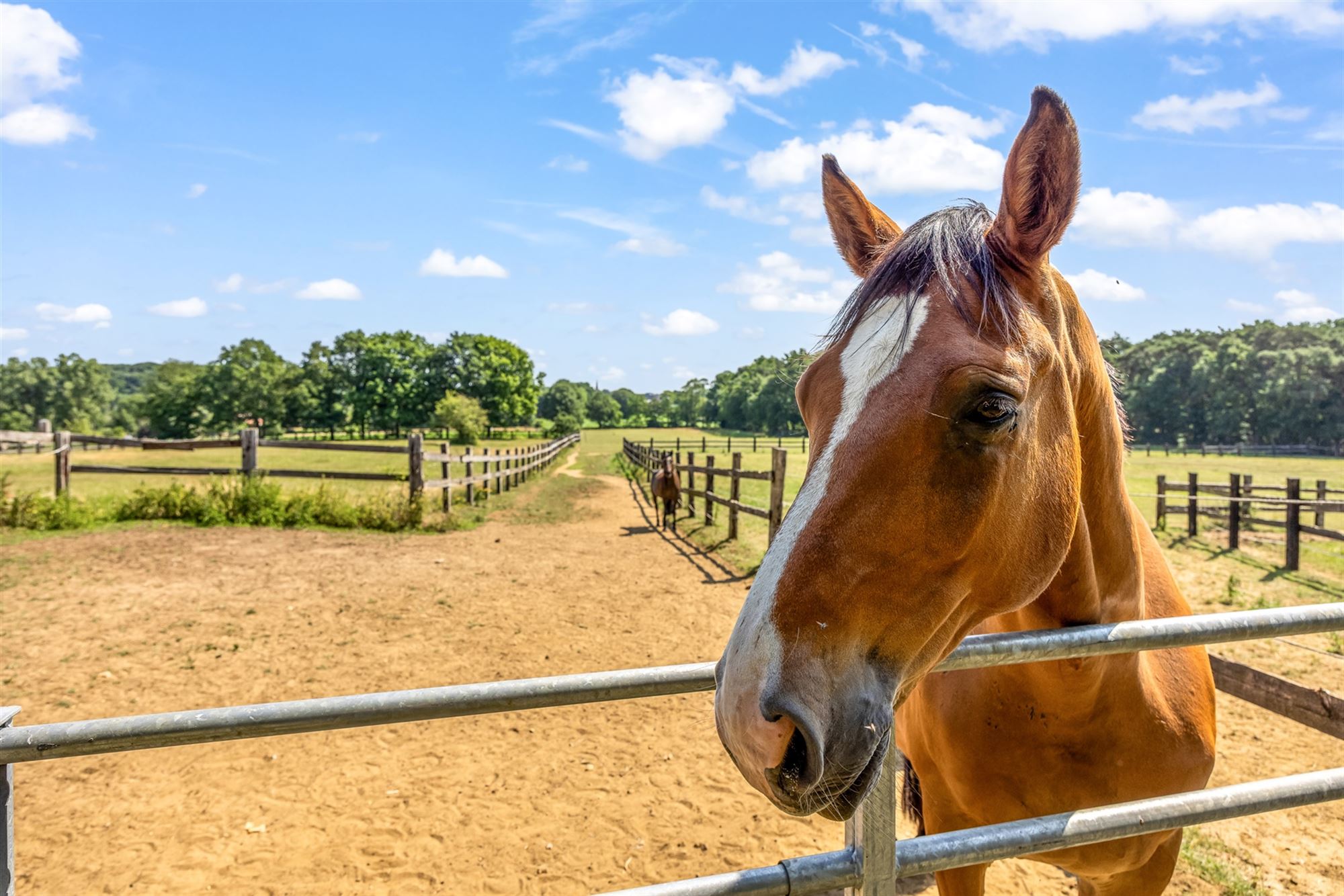 UNIEKE EIGENDOM MET 24 PAARDENSTALLEN EN BINNENPISTE OP CA 10 HECTARE TE PAAL-BERINGEN foto 4