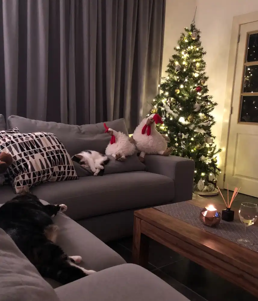 Brugge centrum, Instapklaar degelijk gerenoveerd energiezuinig  lichtrijk woonhuis  met 3 slaapkamers en koer foto 5