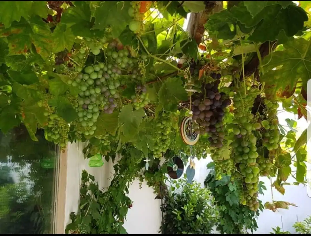 Instapklare GEZINSWONING met o.a. 3 slaapkamers, zonnige tuin en hobbyruimte te Blankenberge! foto 13