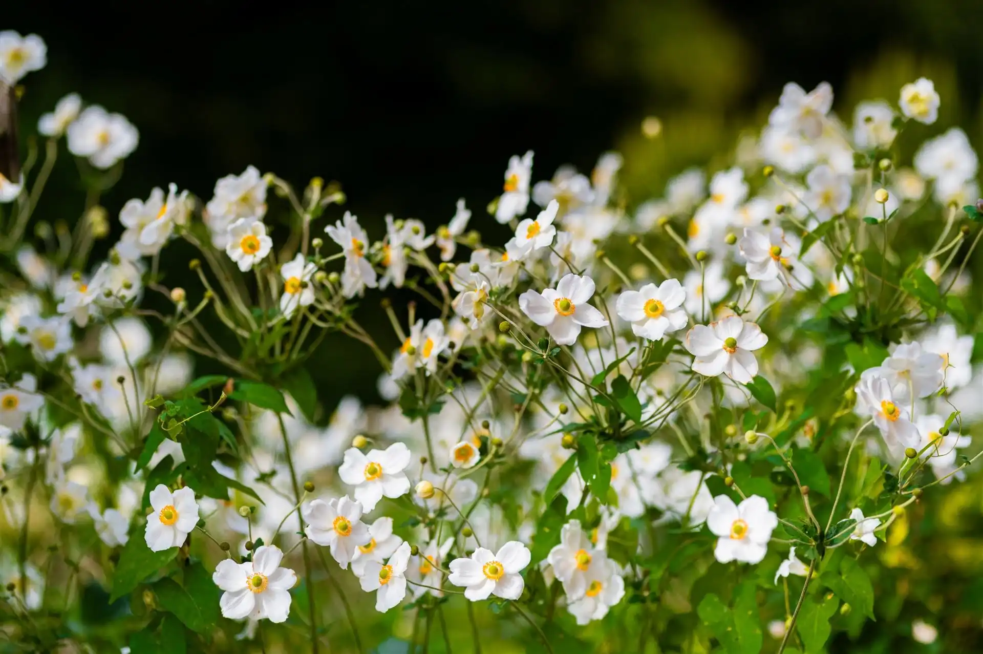 Ruime 4-slaapkamerwoning op een perceel van 48are in Parike! foto 18