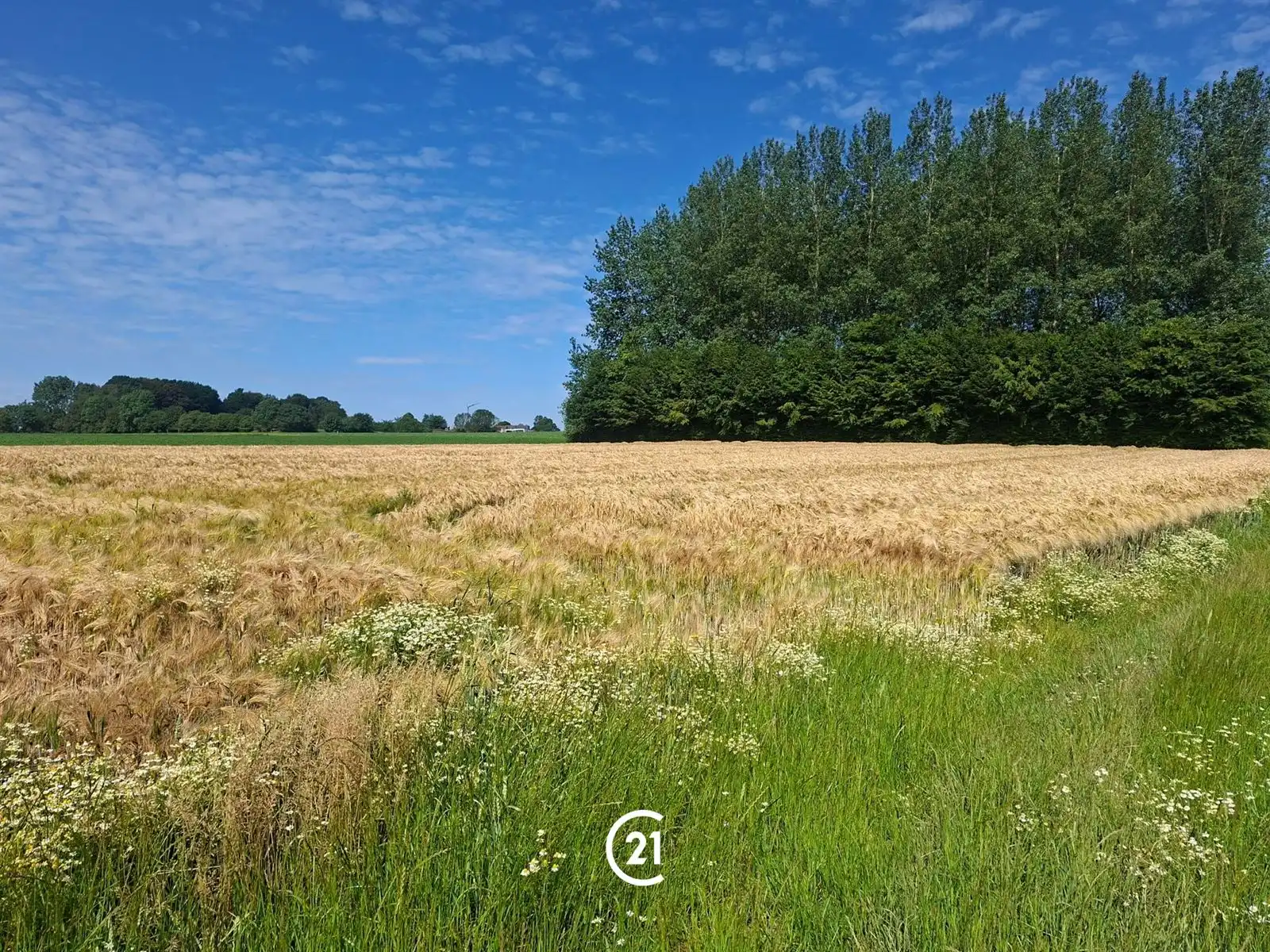 Prachtig perceel landbouwgrond 2hect67 bereikbaar via losweg foto 7
